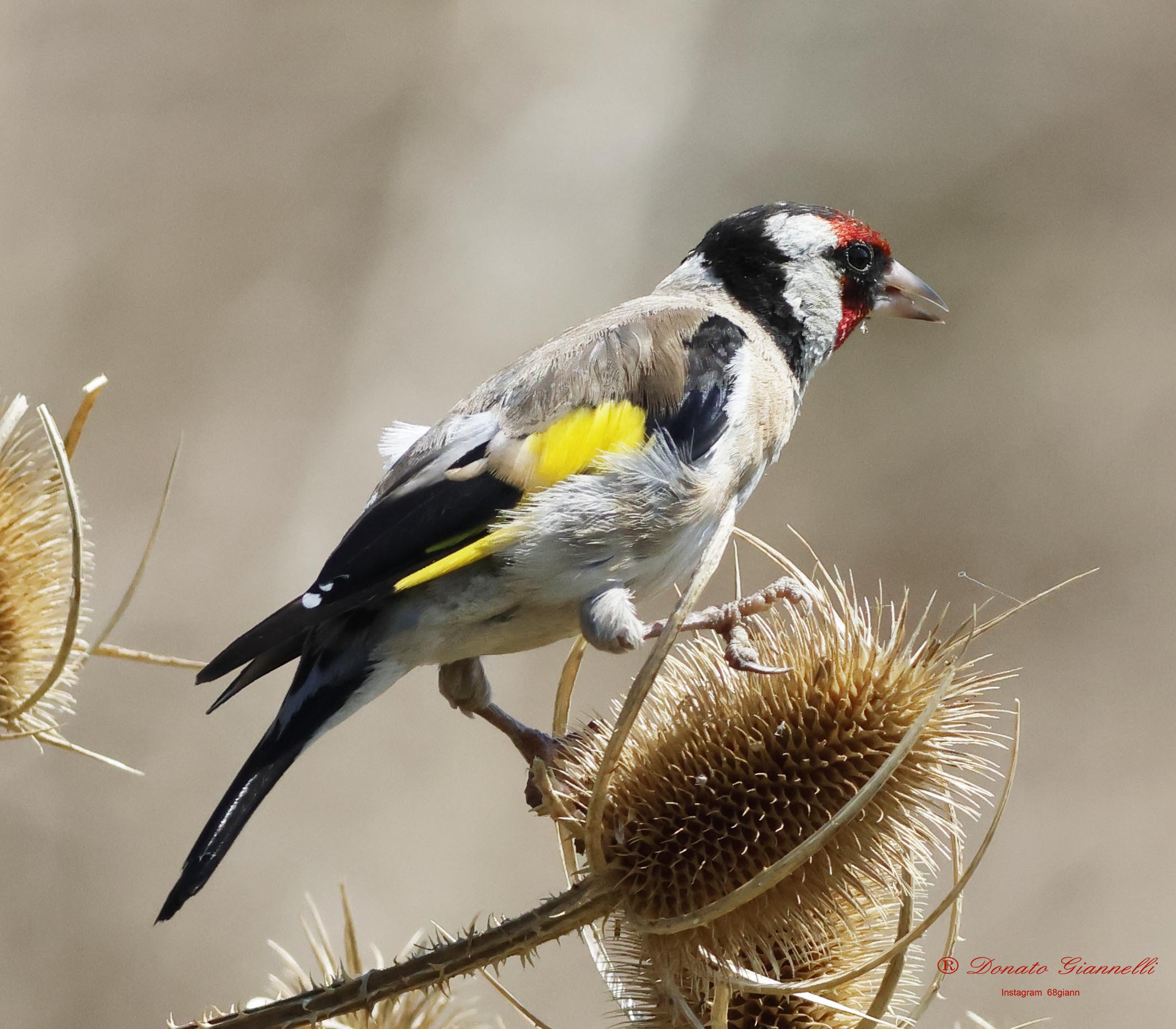 Goldfinch