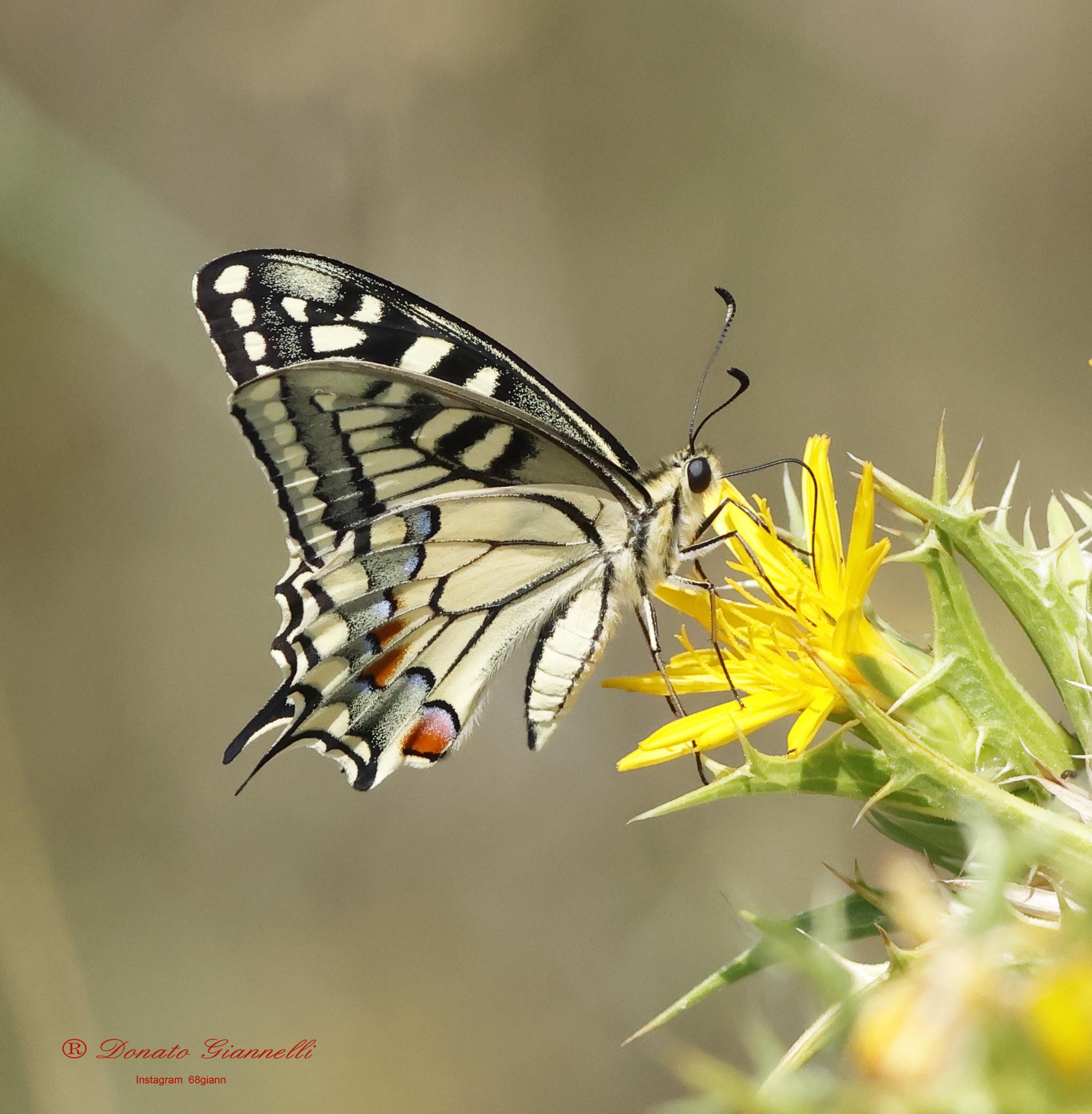 Swallowtail