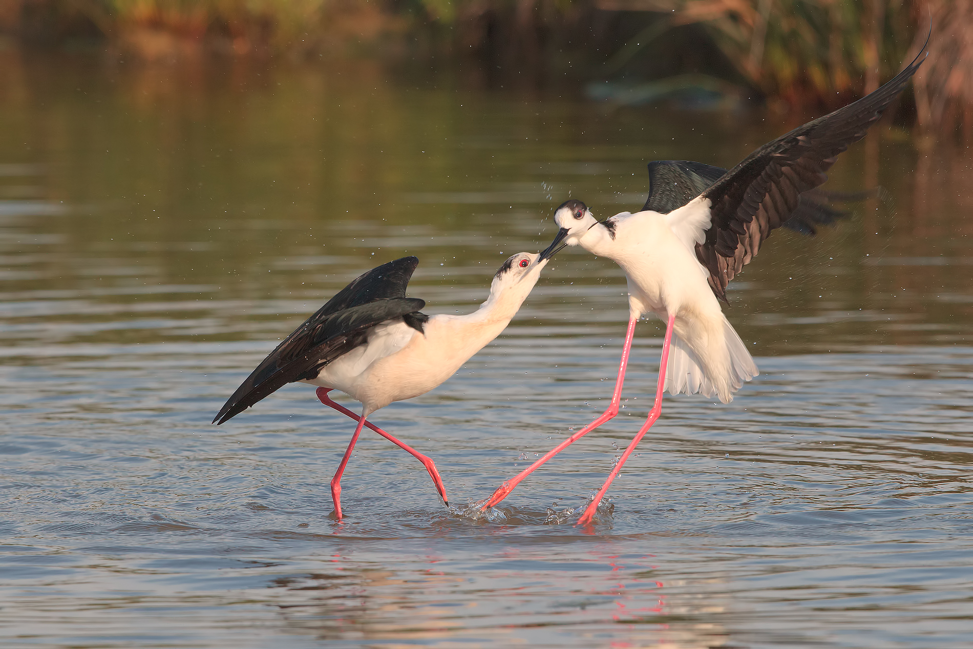 cavalieri d'italia in combattimento