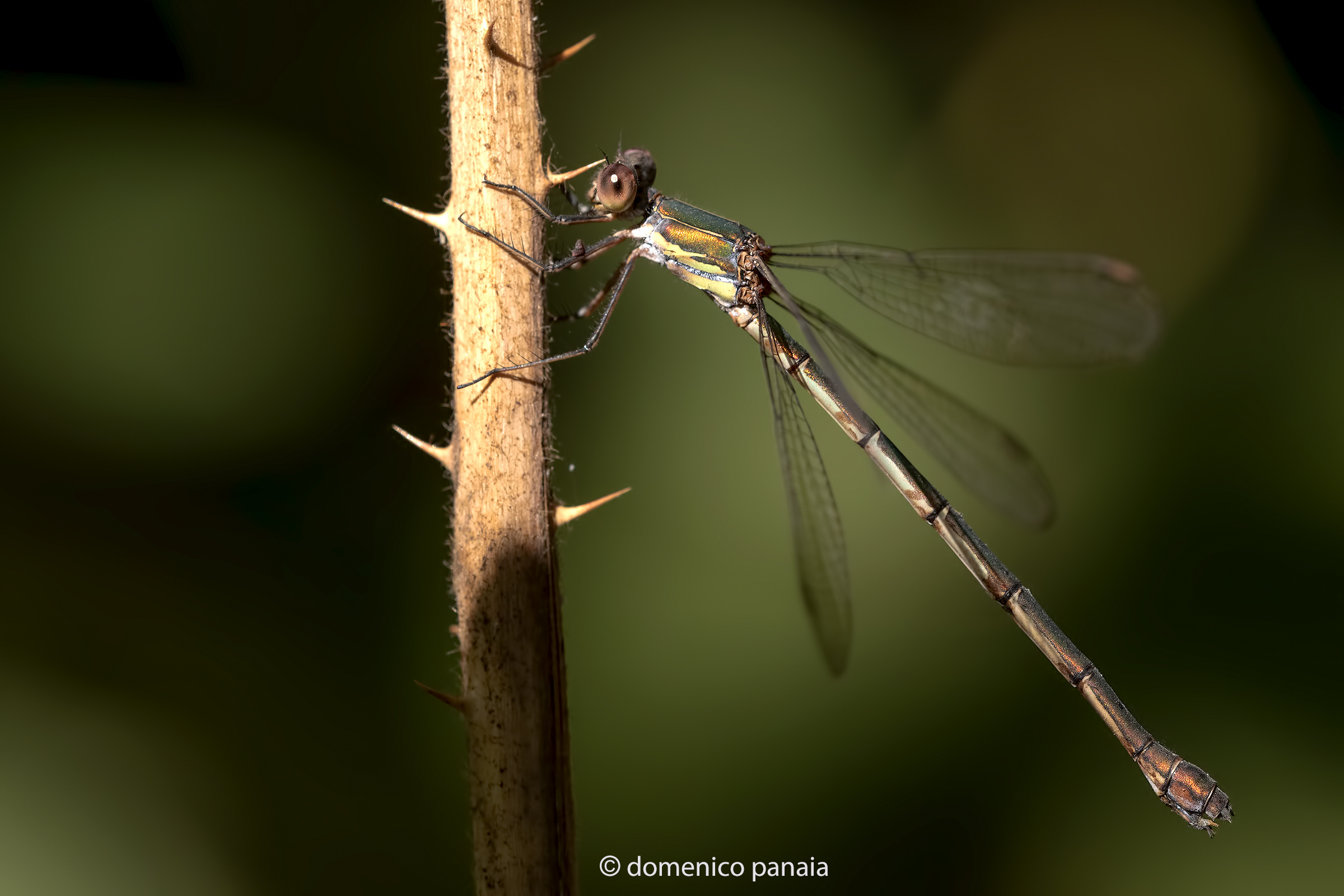 chalcolestes viridis femmina