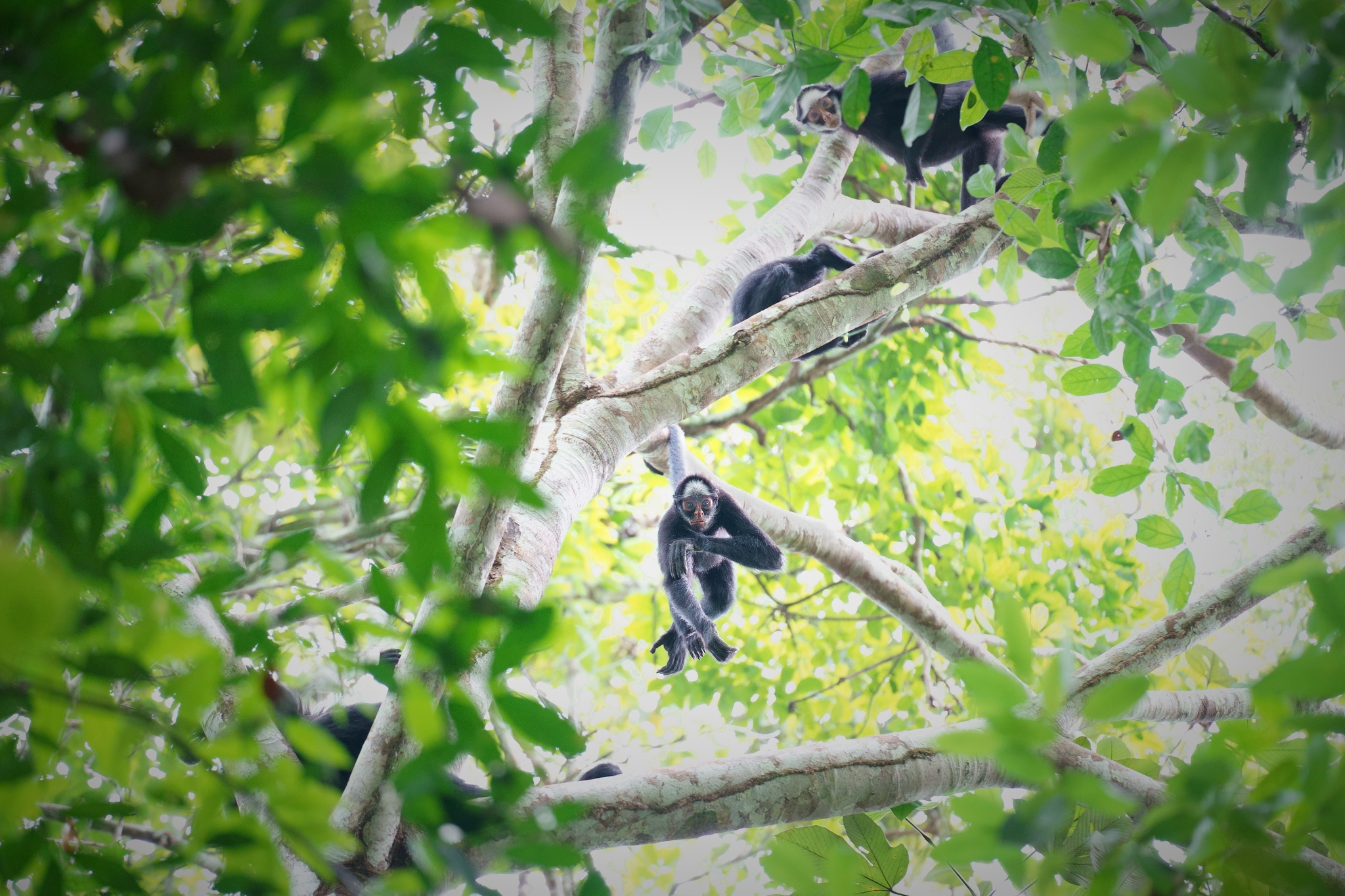 white-whiskered-spider monkey