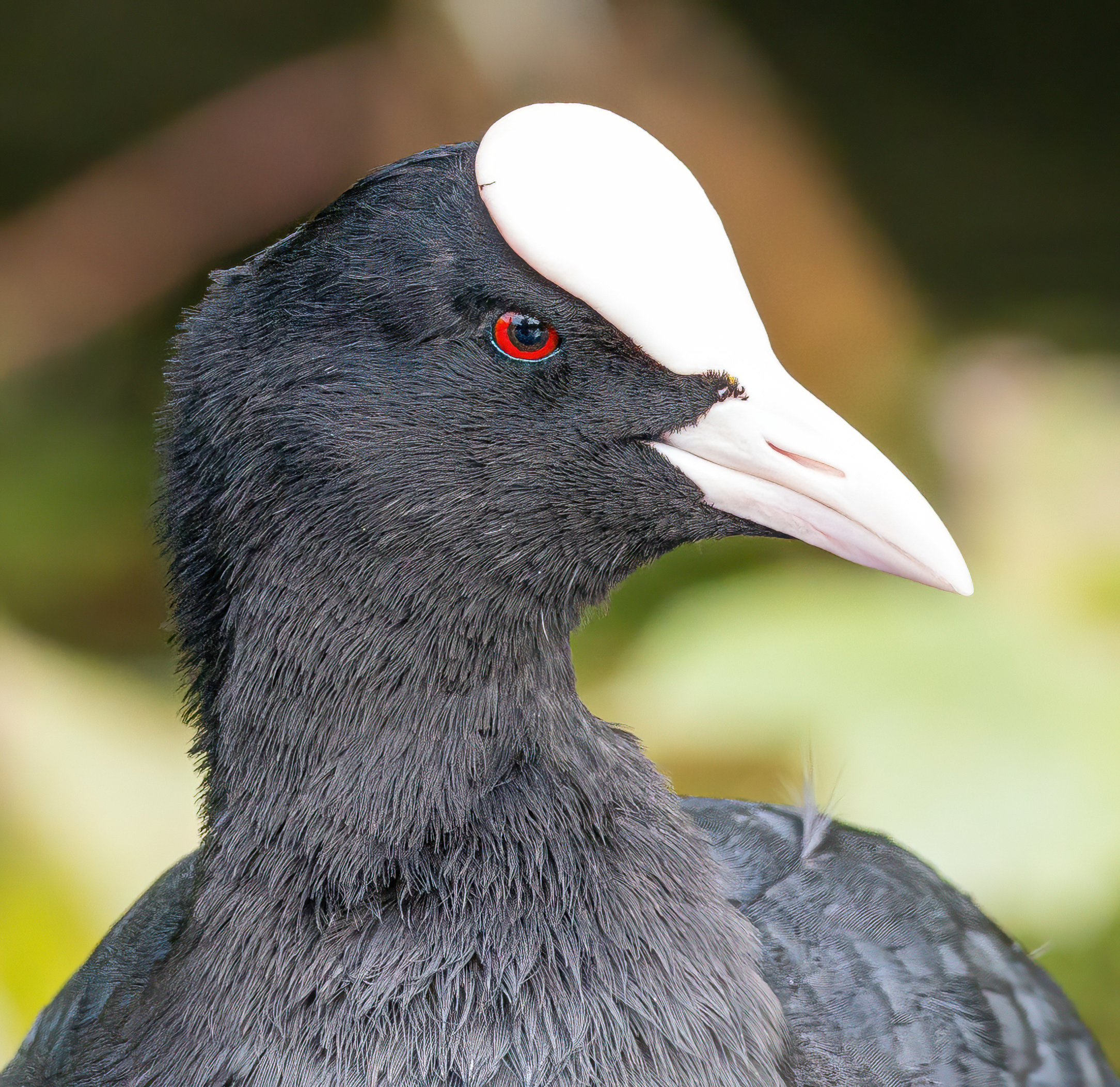 Coot