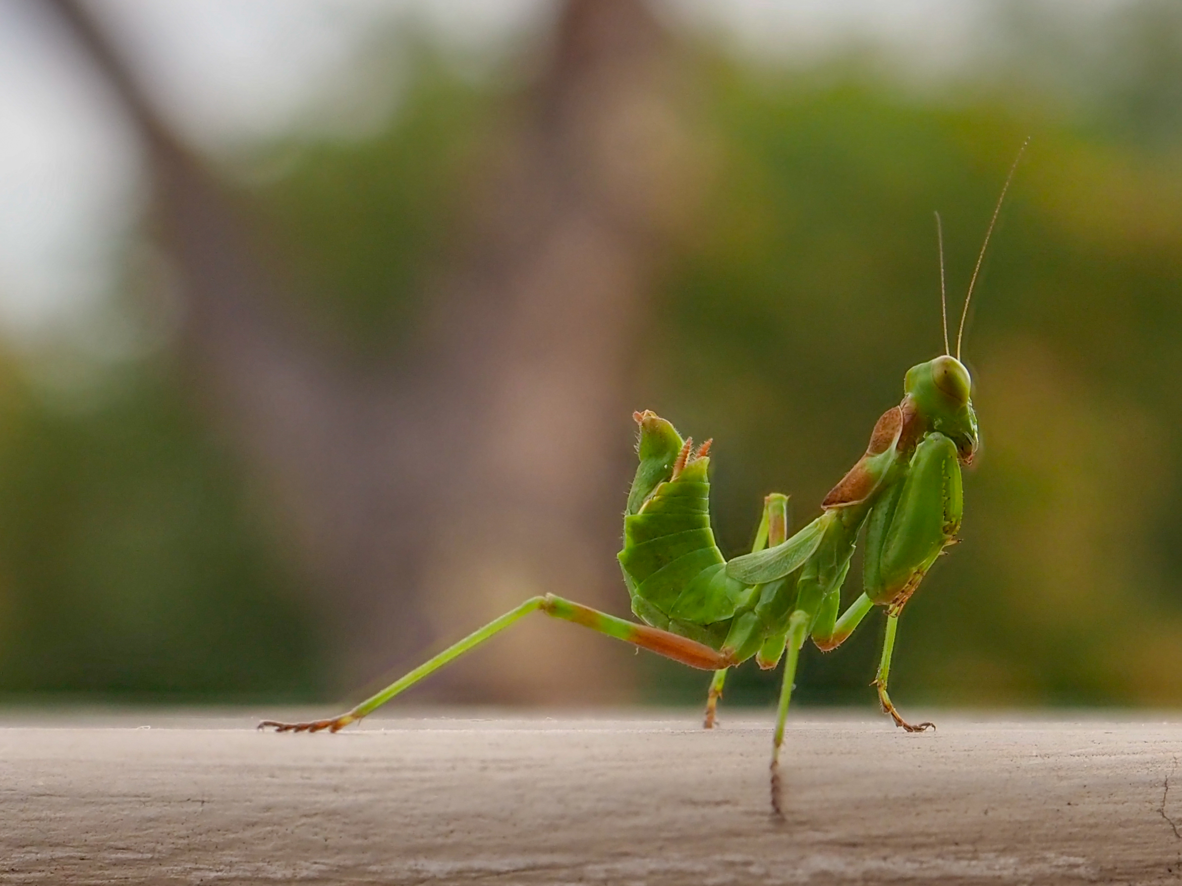 Mantide nana Europea