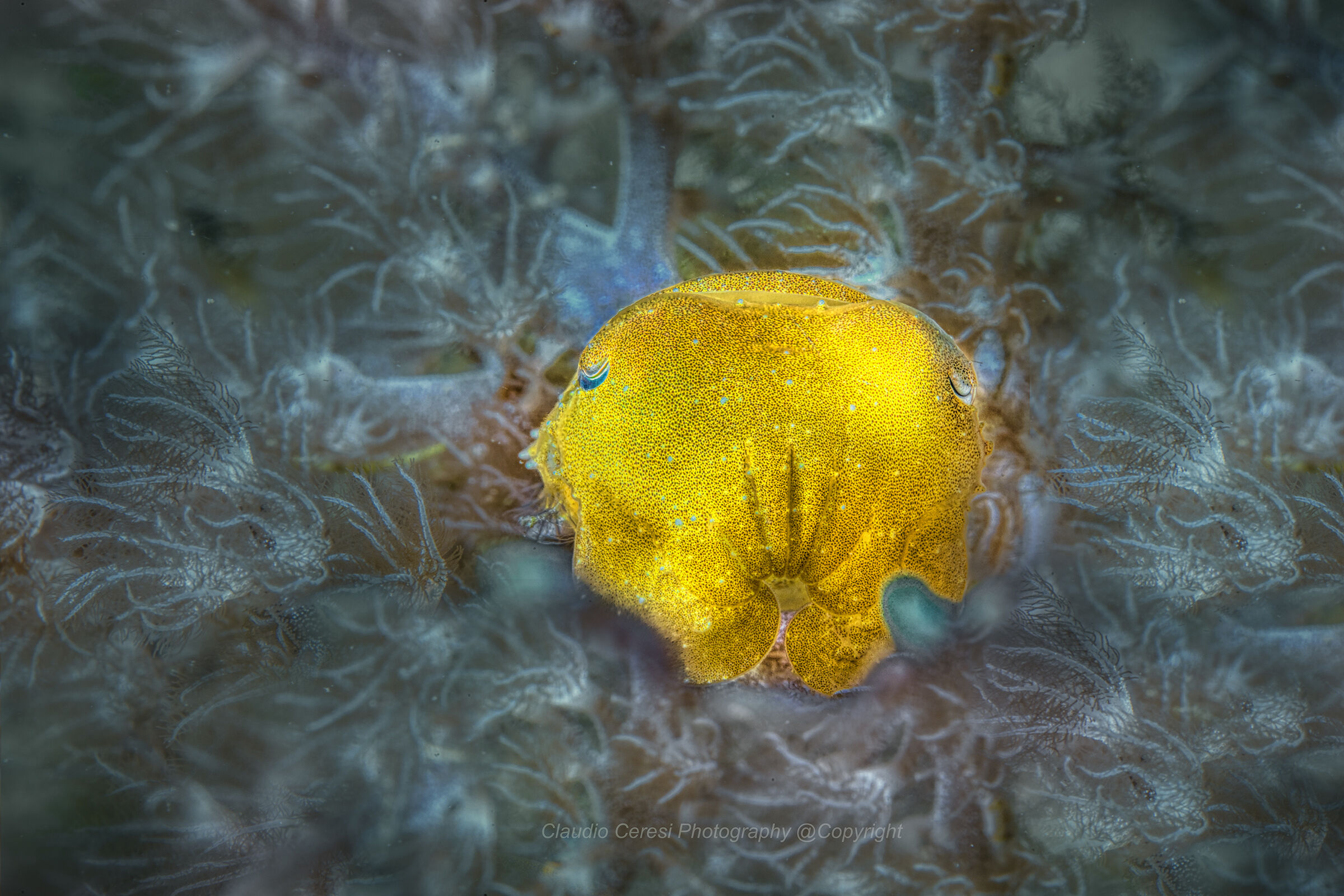 Sepia  cuttlefish  Filippines , Anilao  Isotta Housing