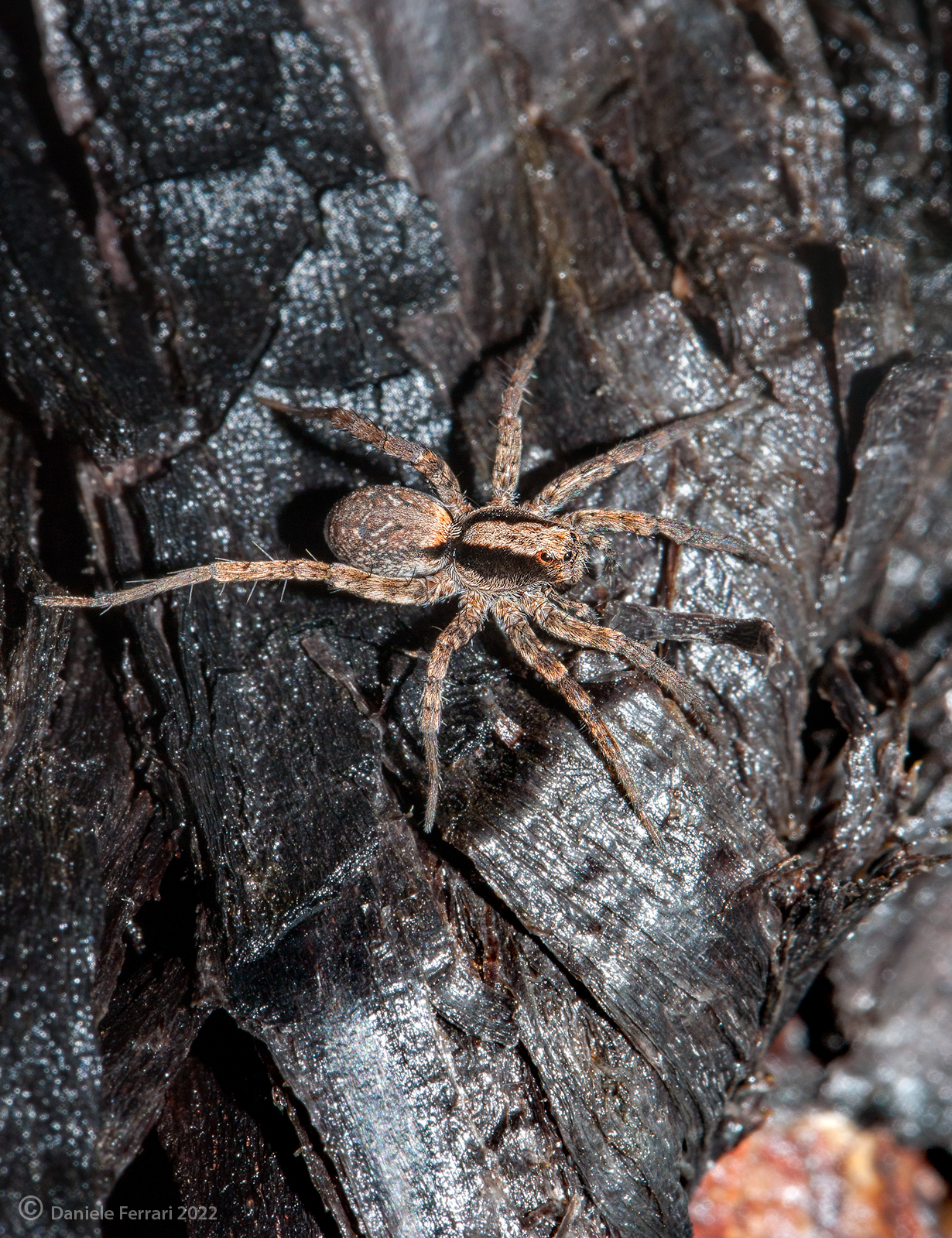 Pardosa sp.