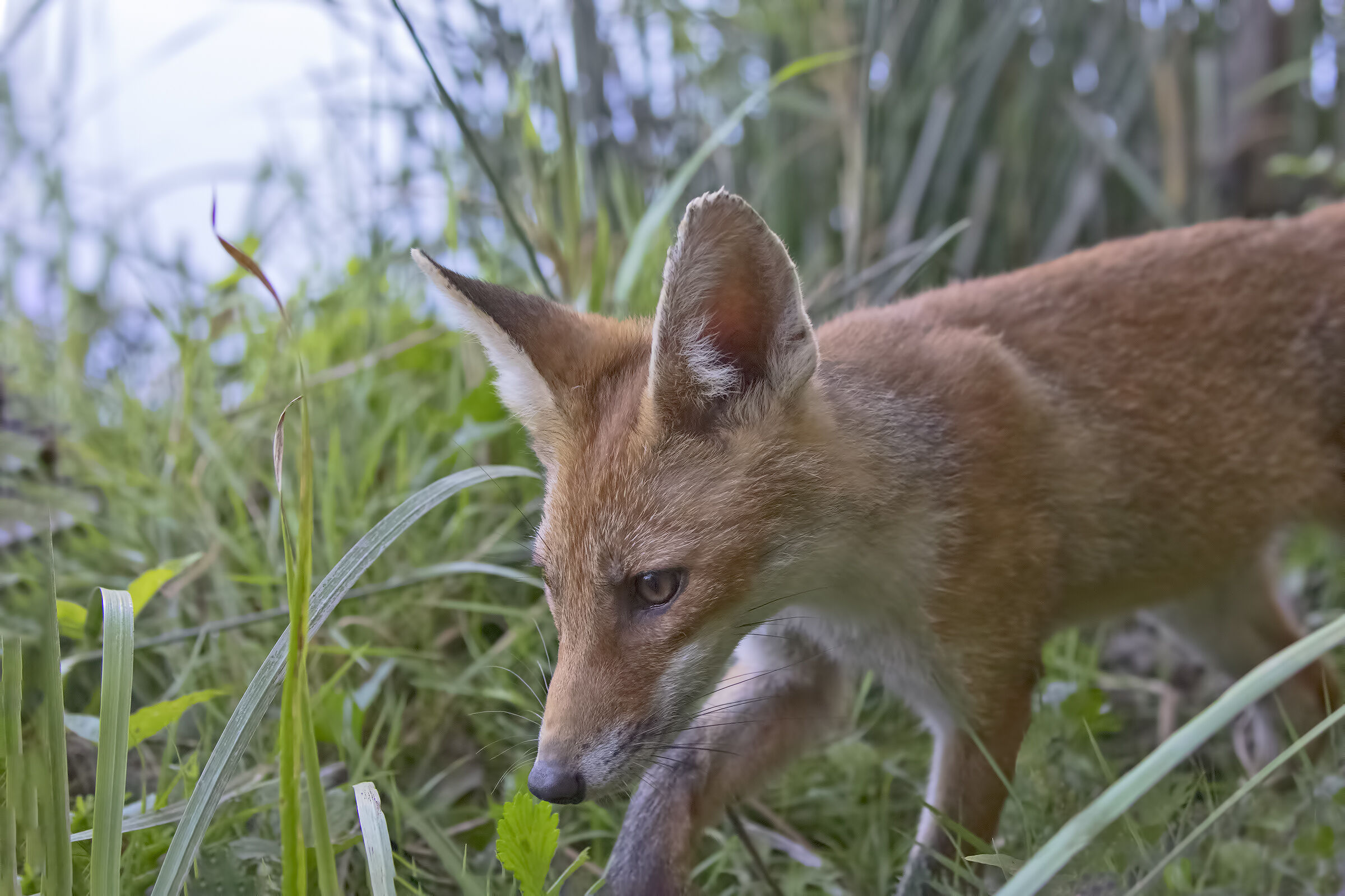 Little Fox Patrolling (VERY CLOSE)