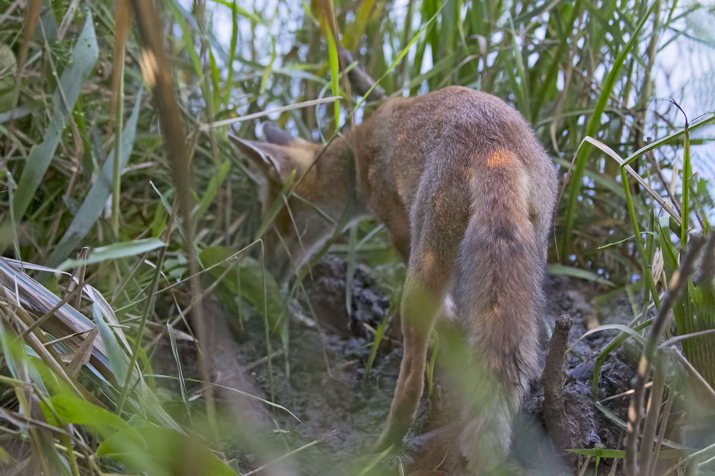 The Little Fox Seeks