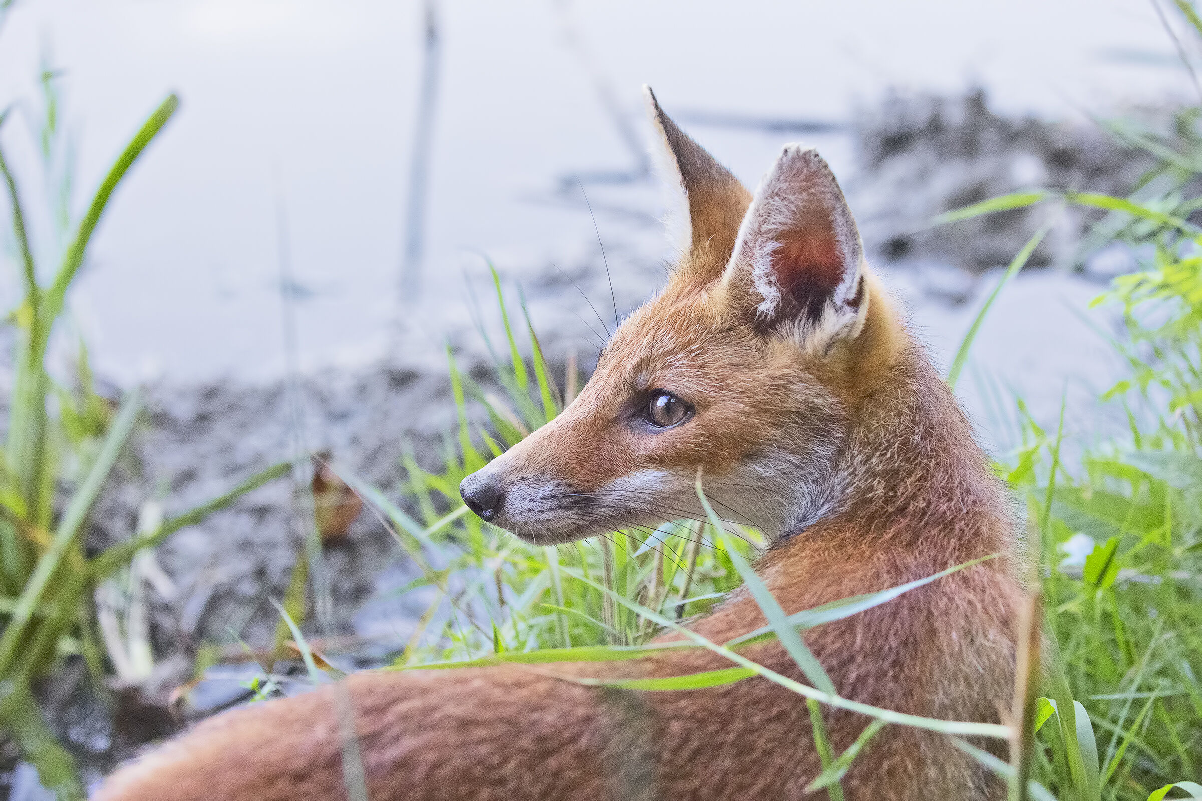 The Little Fox Posing