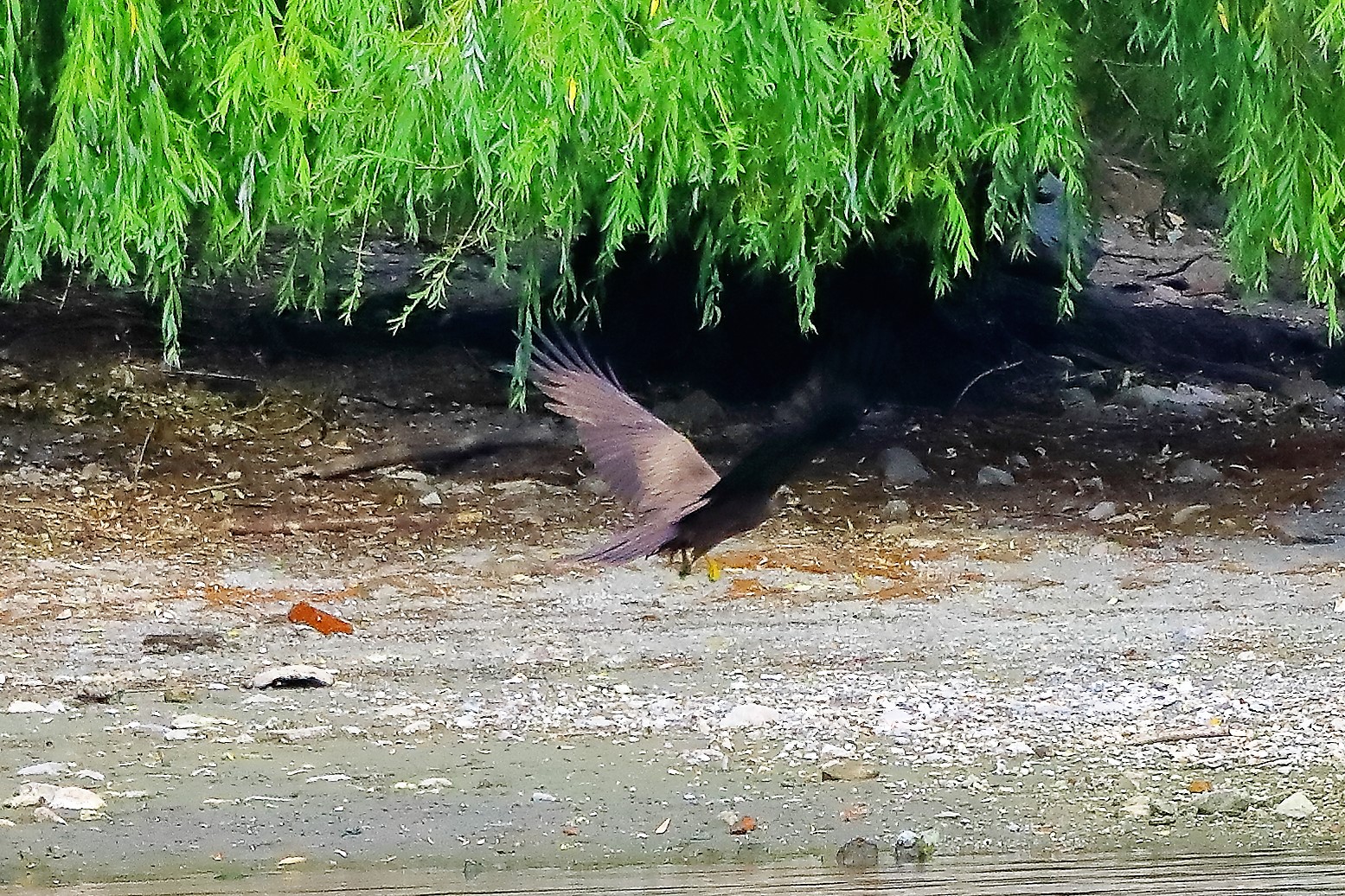 Nibbio bruno 17-06-2022