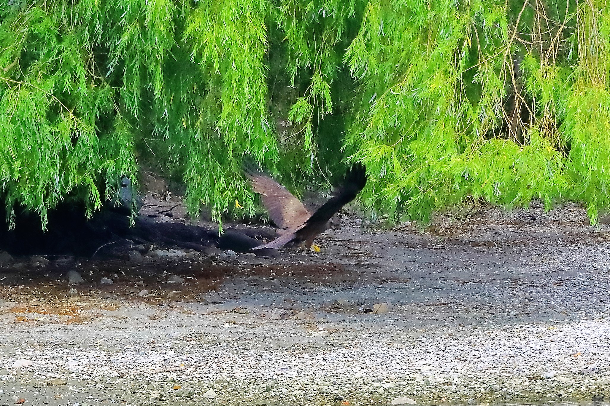 Nibbio bruno 17-06-2022