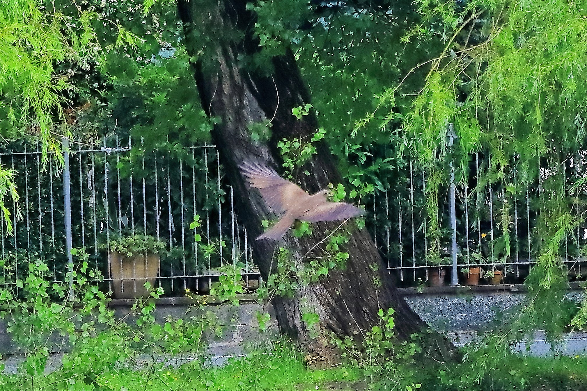 Nibbio bruno 17-06-2022