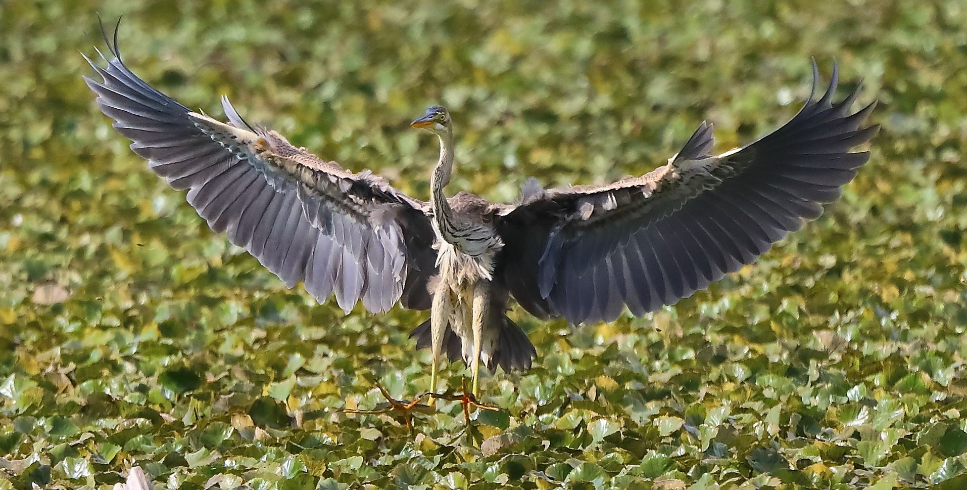 Airone rosso 27-08-2022