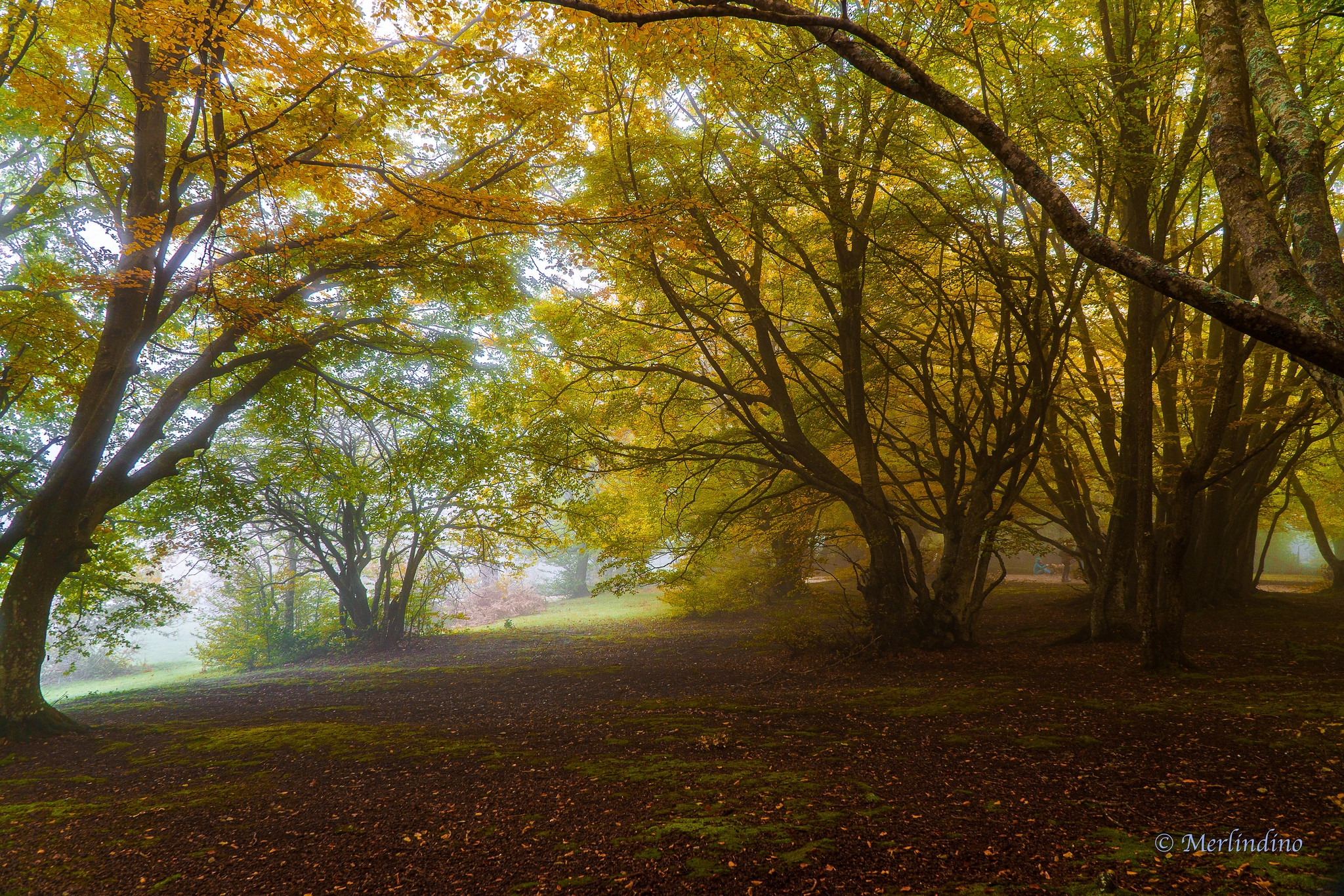 Beech forest Canfaito