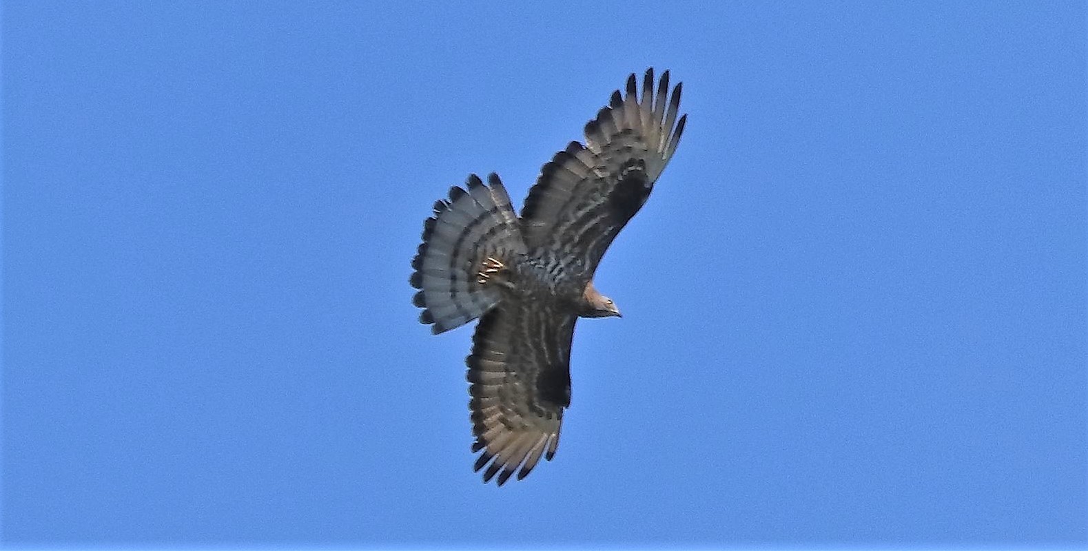 pecchiaiolo 02-07-2022