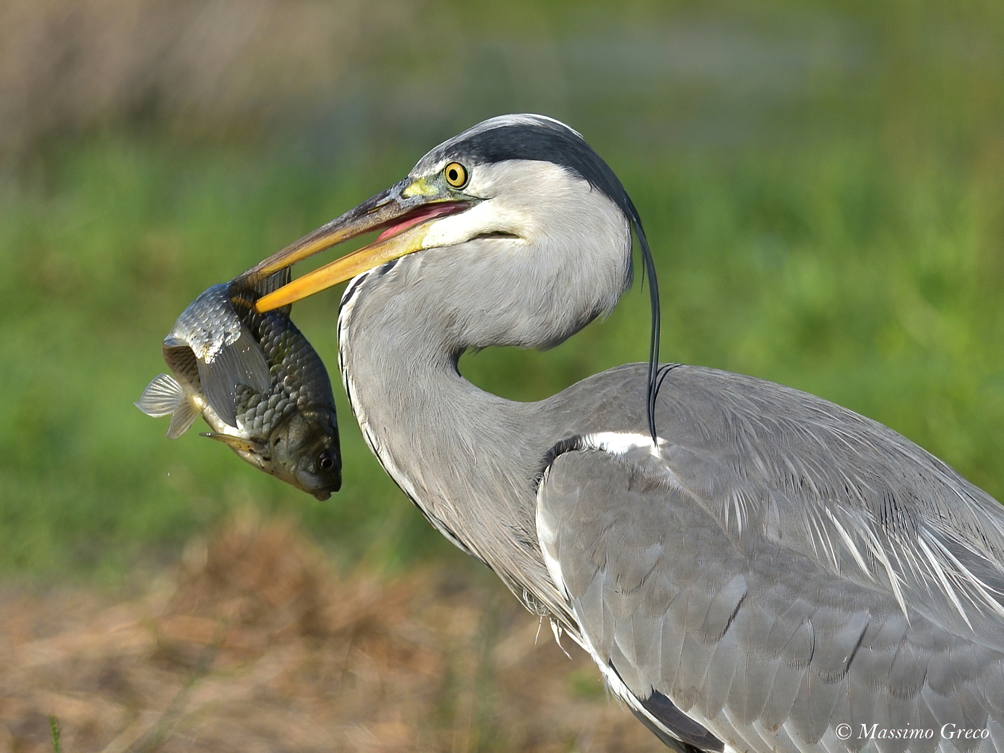 Grey heron with prey