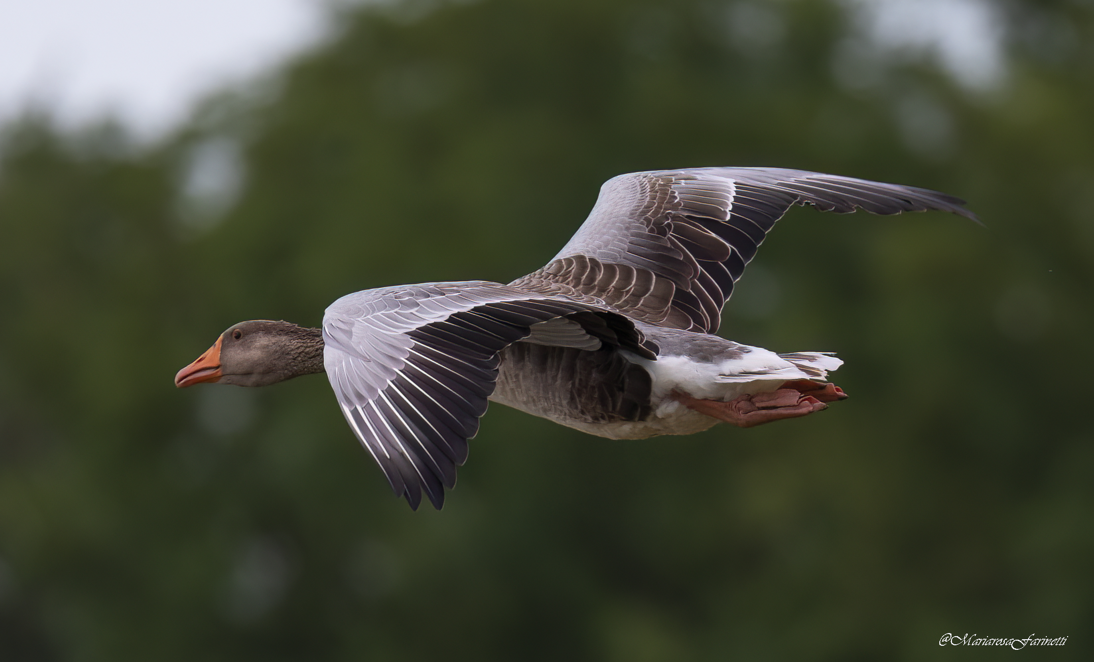 Greylag goose