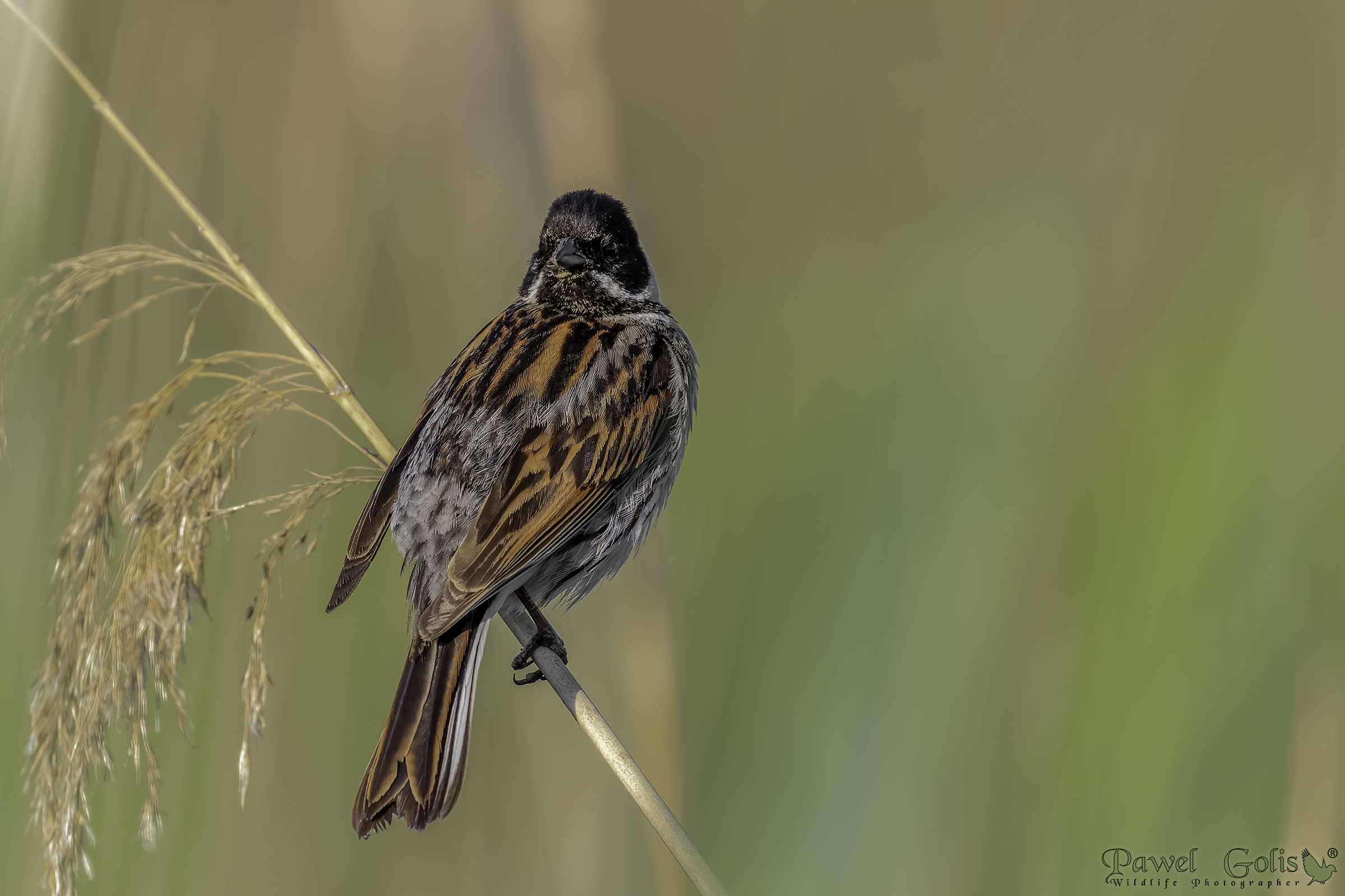 Cannuccia comune (Emberiza schoeniclus)