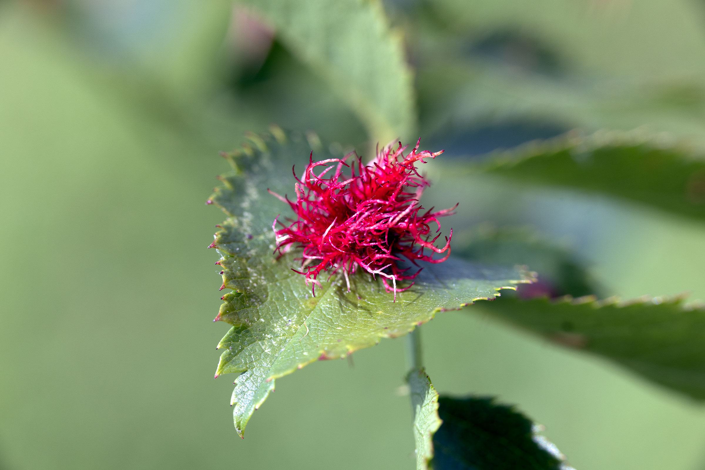 Bramble leaf pest 1