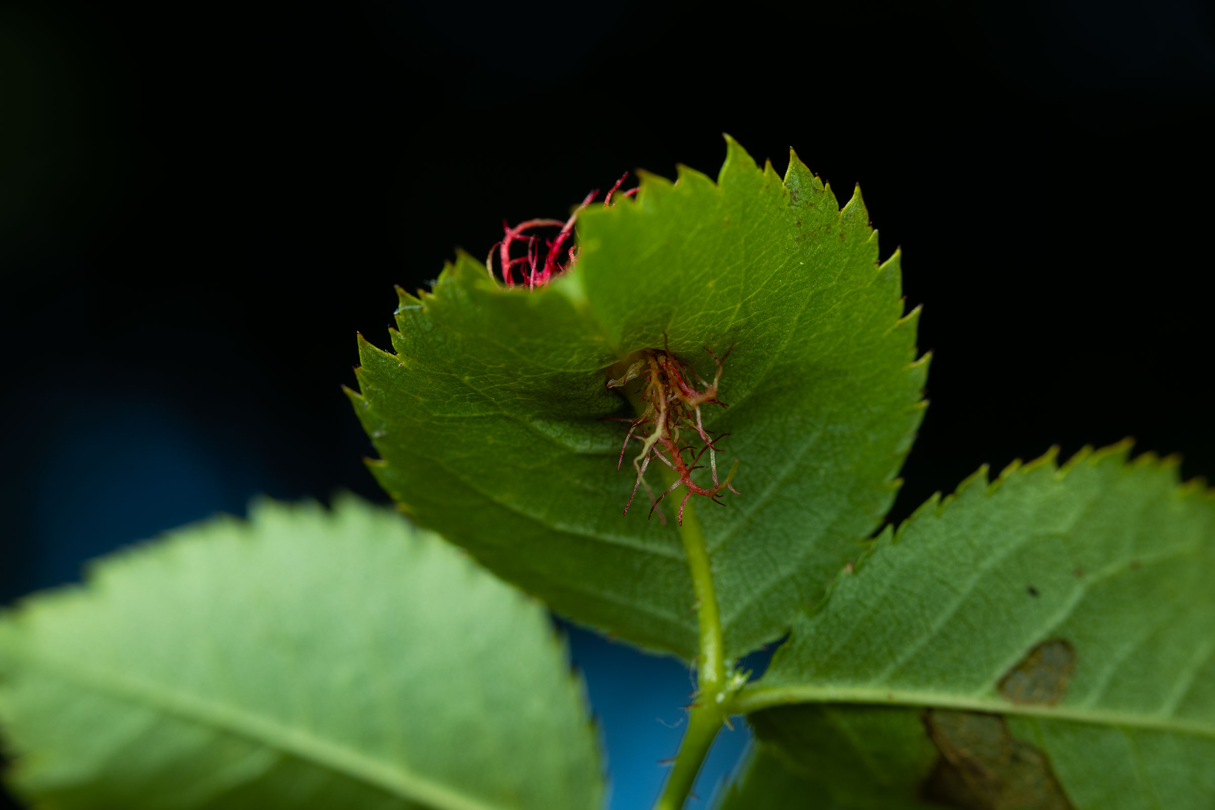 Bramble leaf pest 2