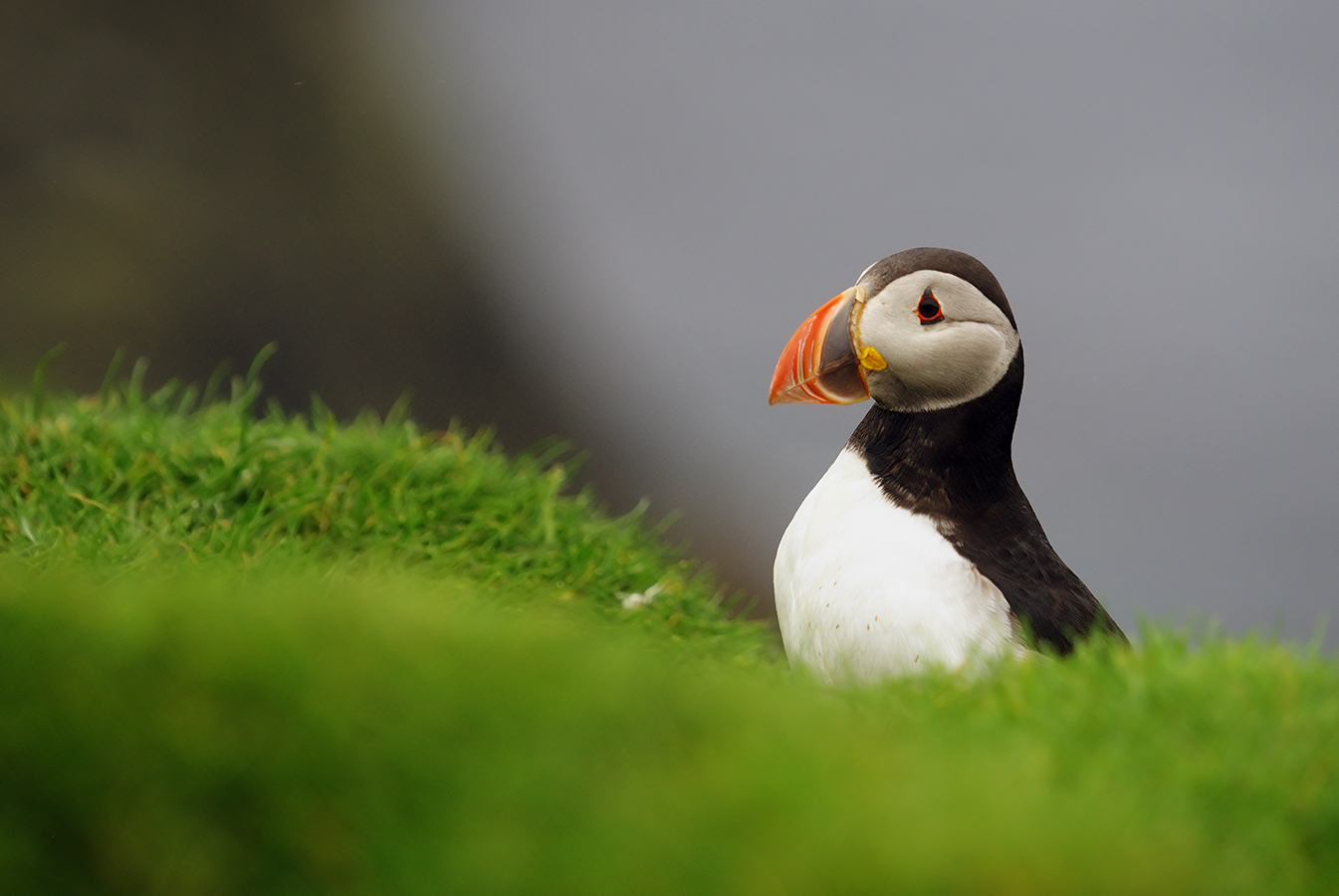 Puffin