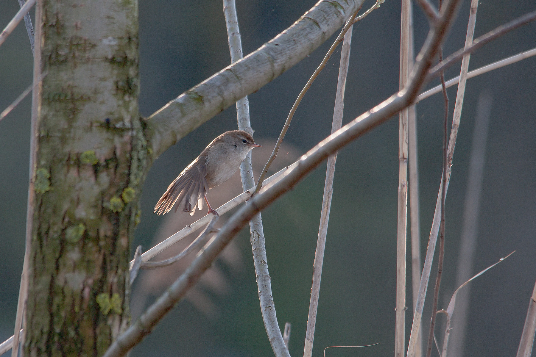 La ginnastica dell'usignolo
