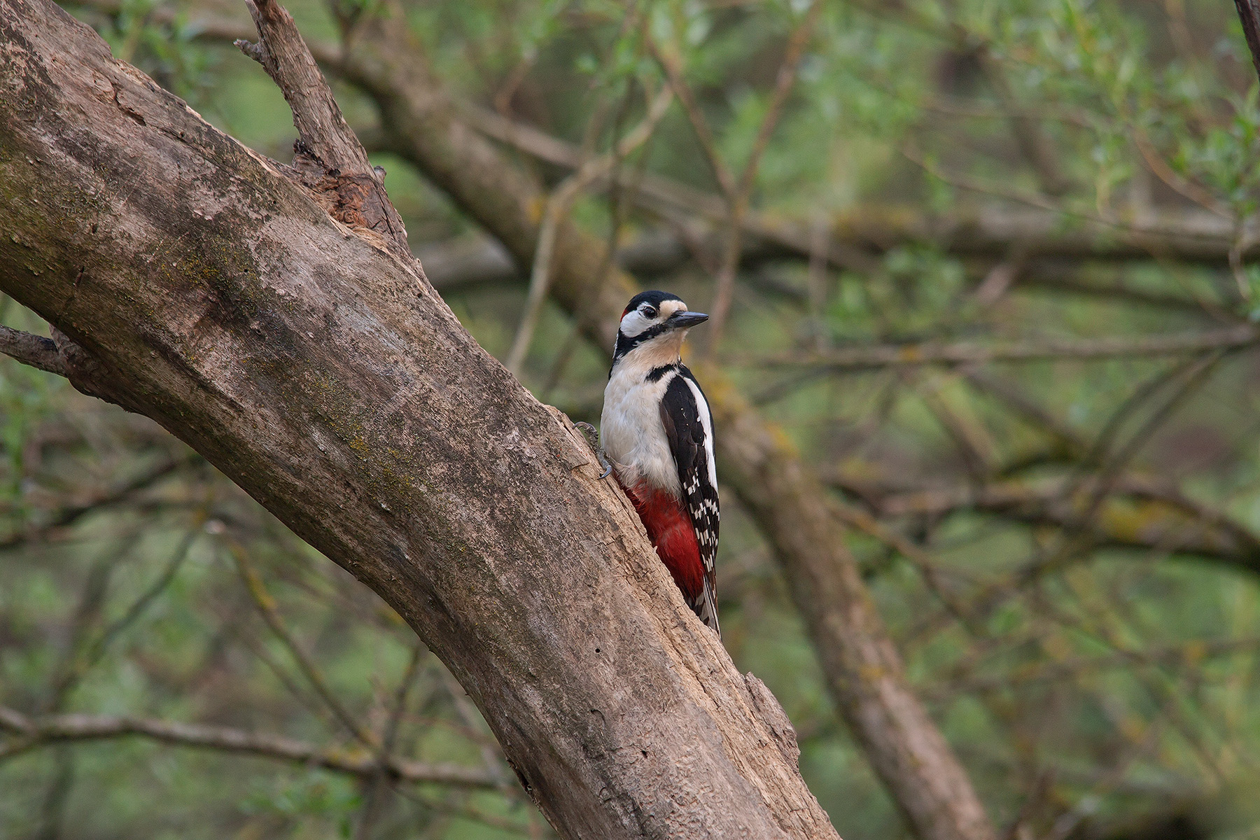 Picchio rosso maggiore 1