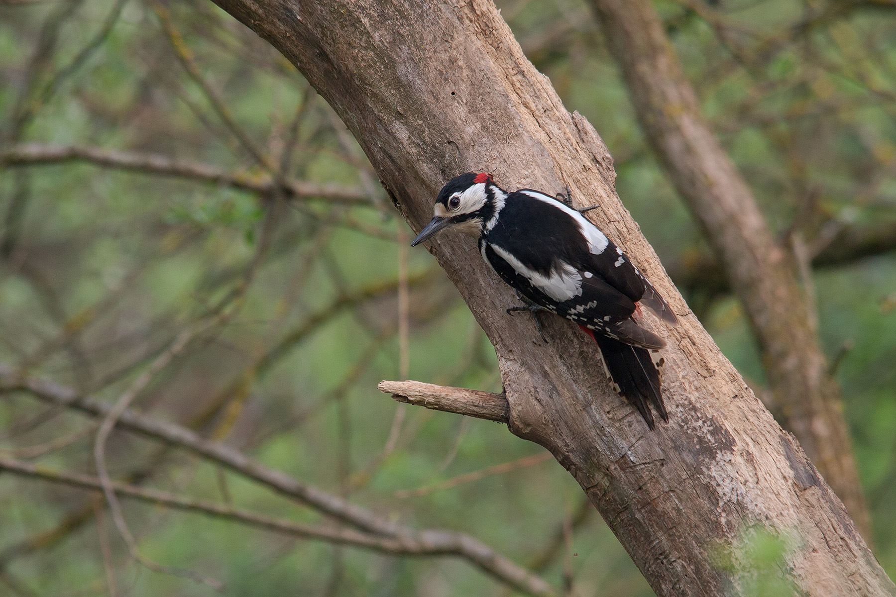 Picchio rosso maggiore 2