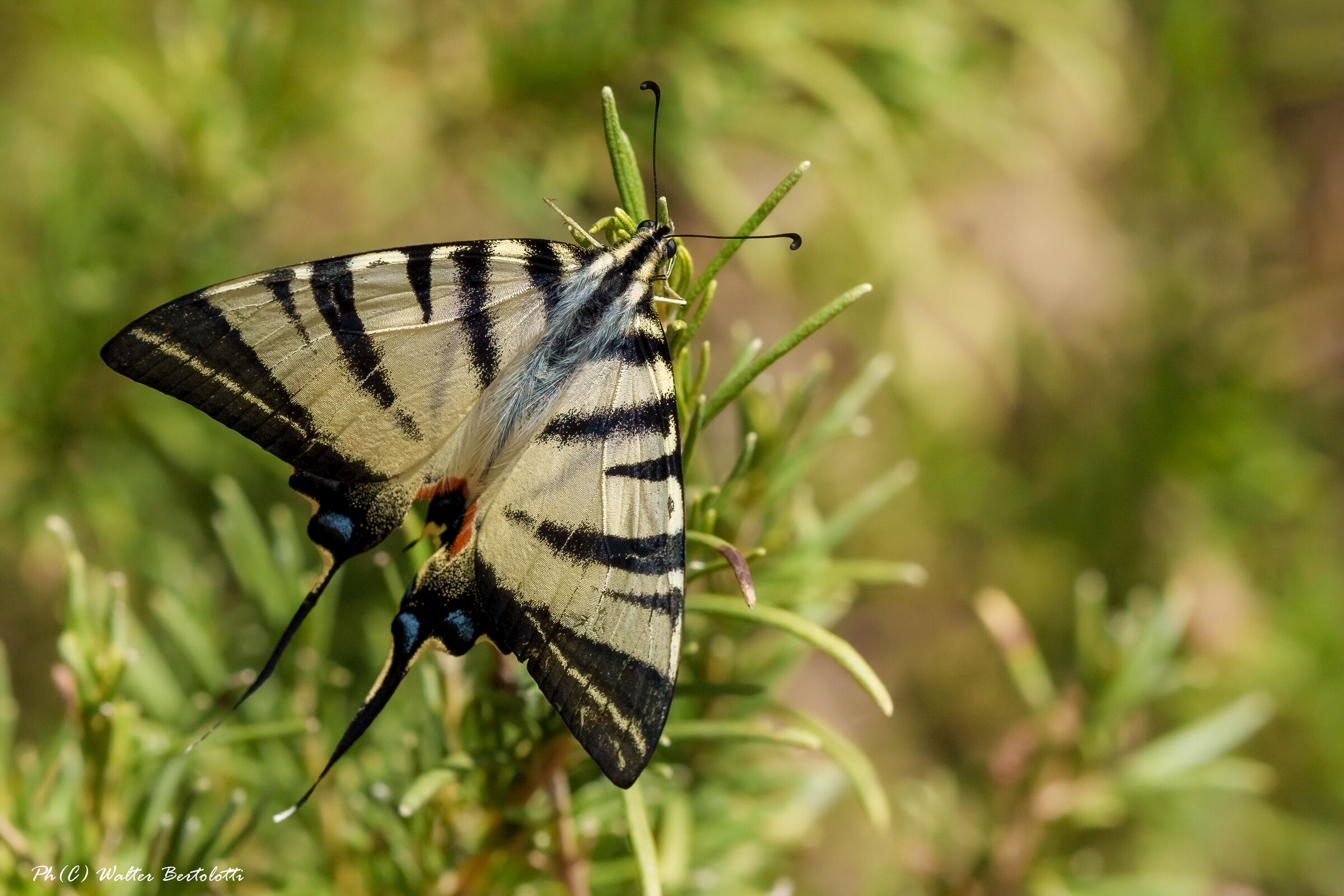 podalirio e rosmarino