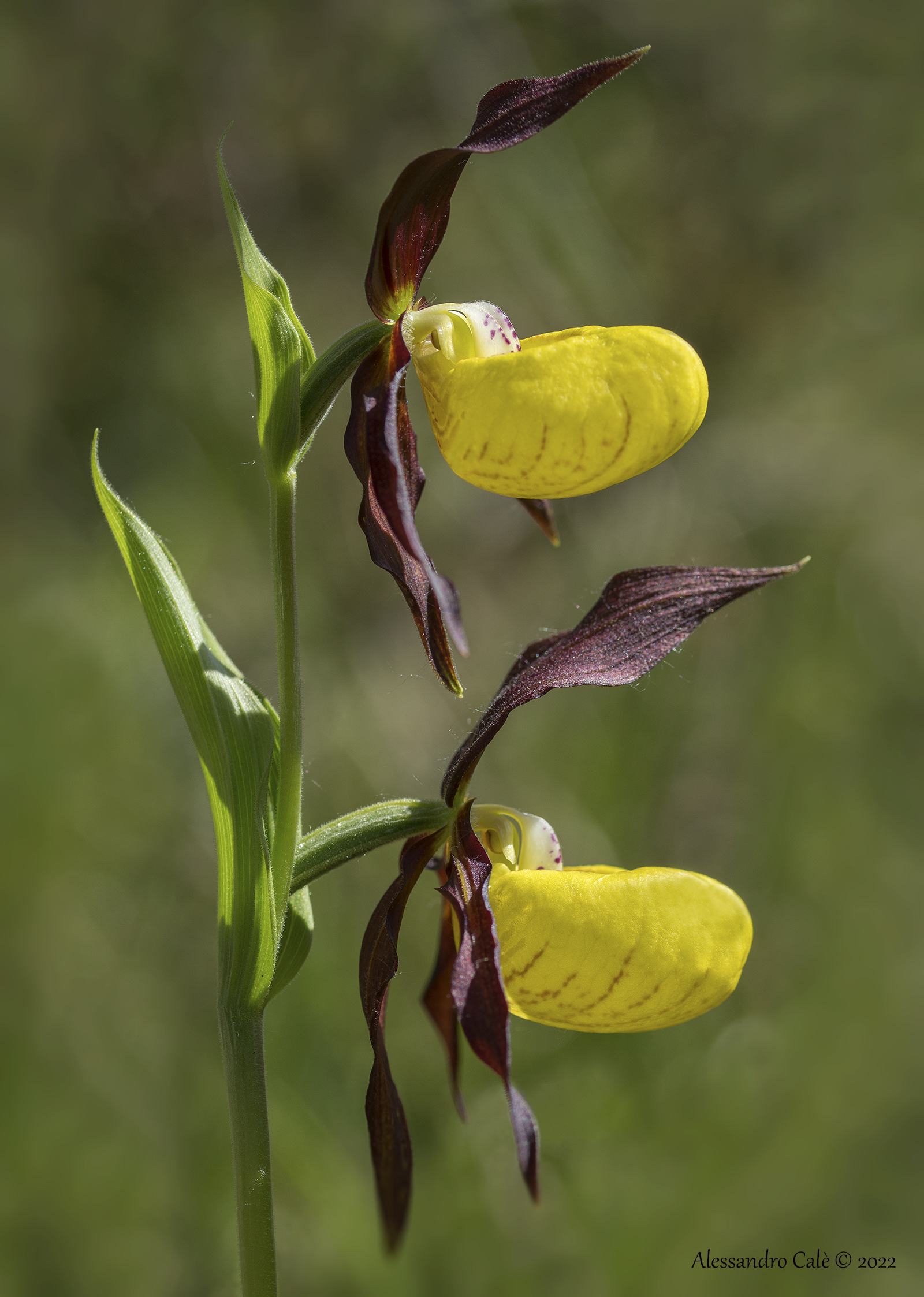 Cypripedium calceolus ( Pianella della Madonna) 5906
