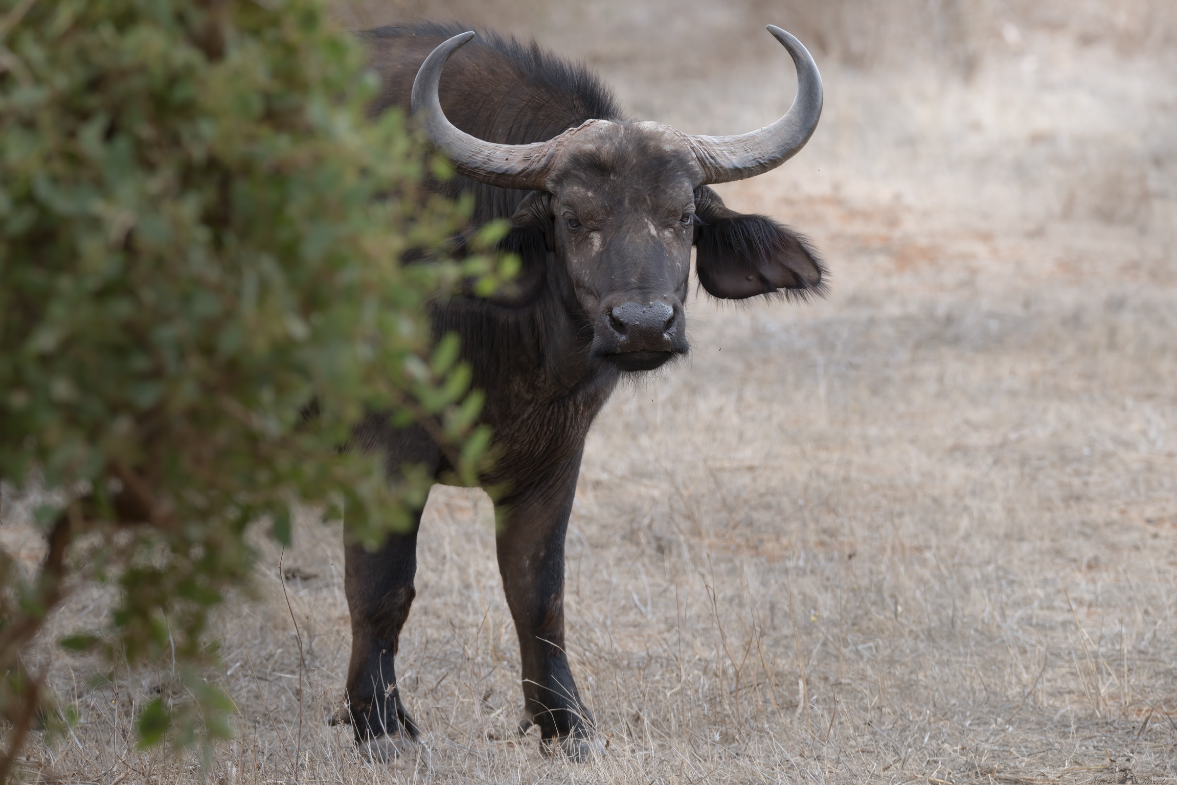 Bufalo africano