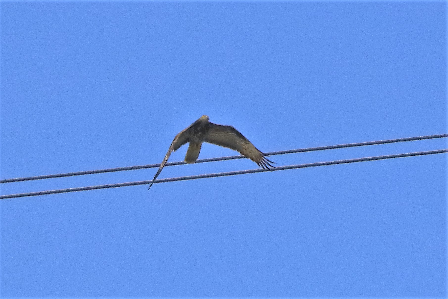 pecchiaiolo 26-06-2022