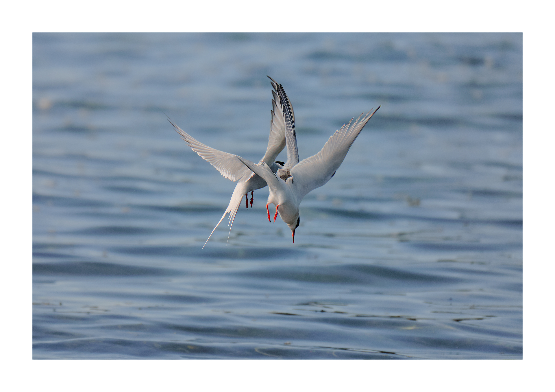 Arctic tern in the hunt