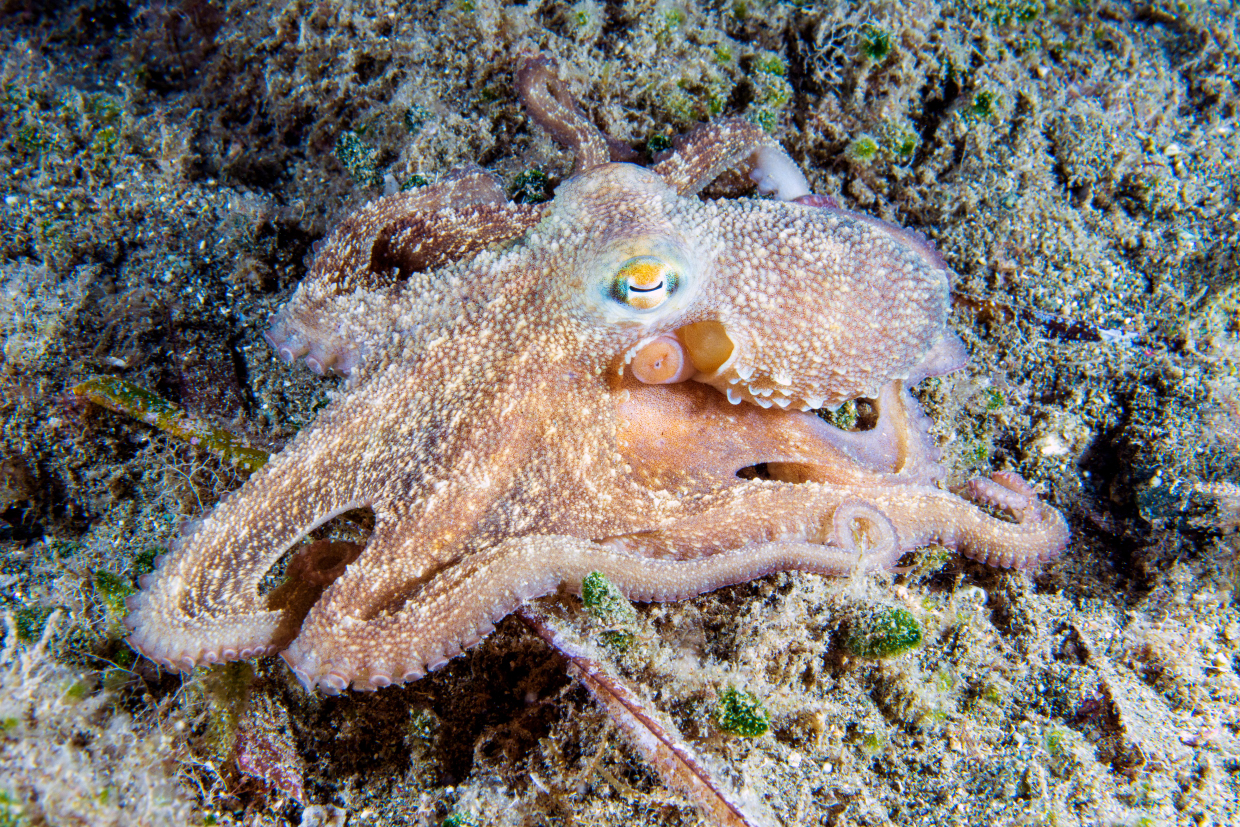 Meatloaf - Bonassola