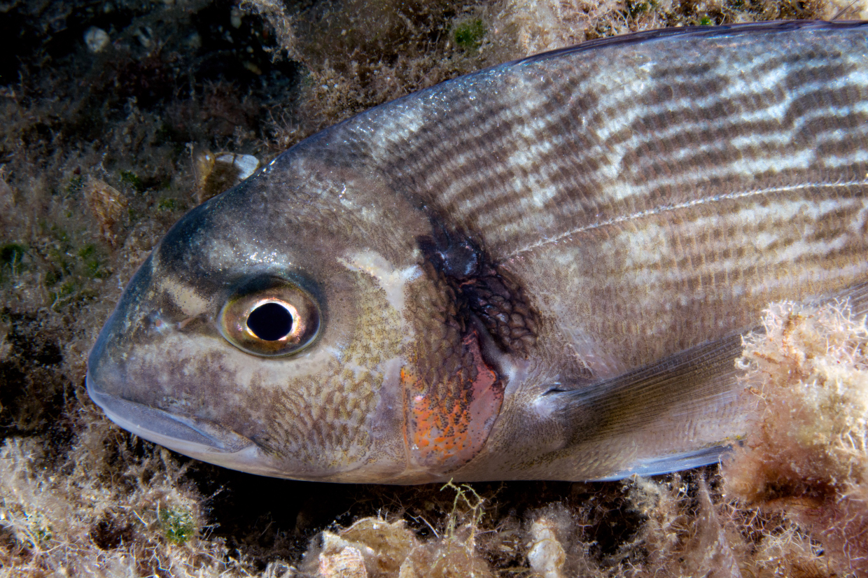 Sea bream - Bonassola
