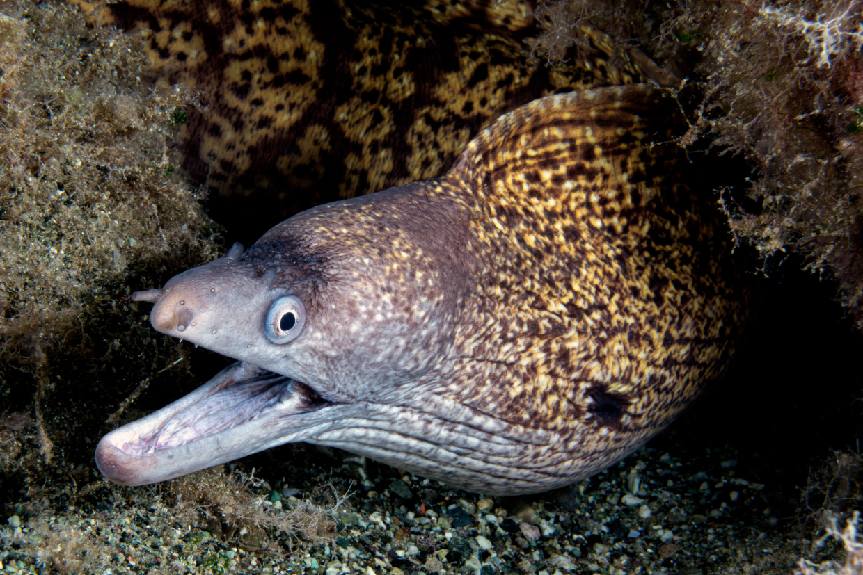Moray Eel - Bonassola