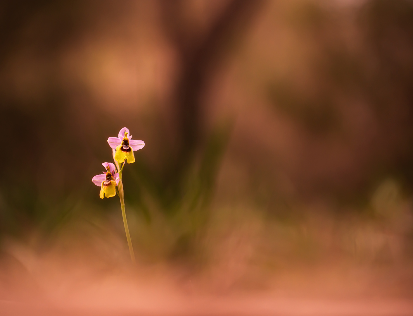 Ophrys tenthredinifera