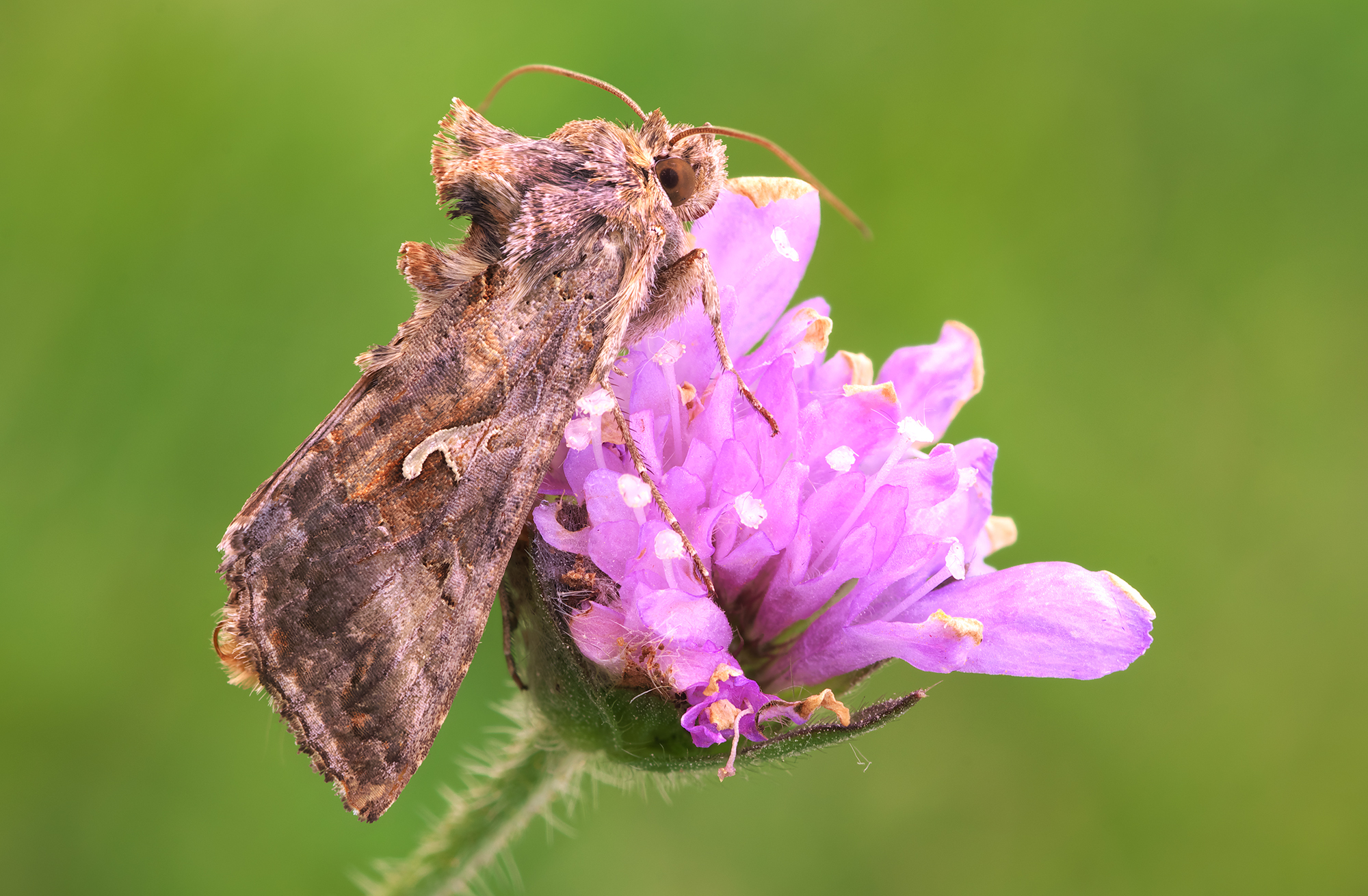 Autographa gamma