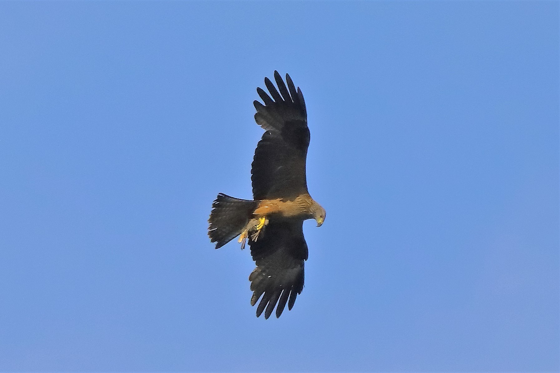 Nibbio bruno 06-06-2022