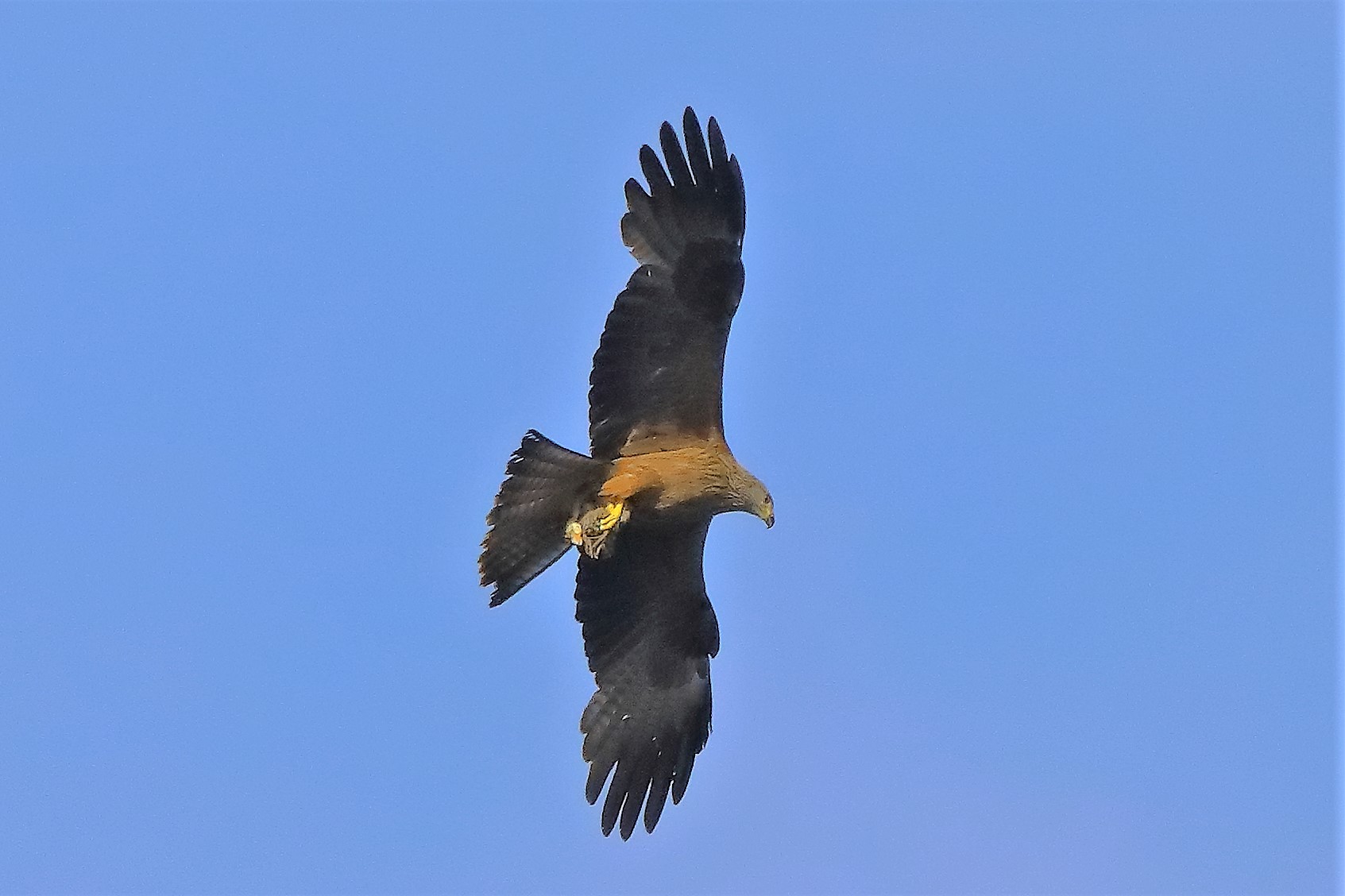 Nibbio bruno 06-06-2022