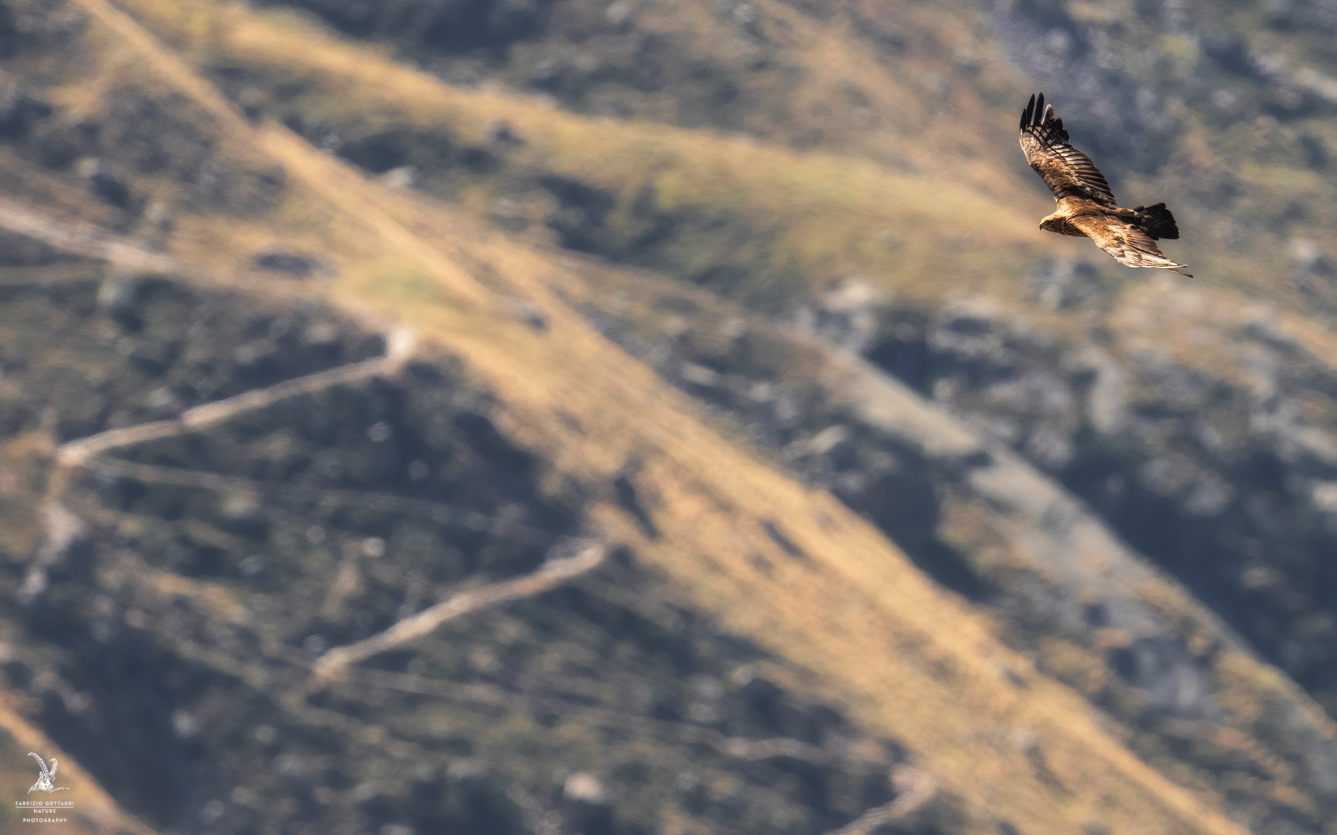 Golden eagle