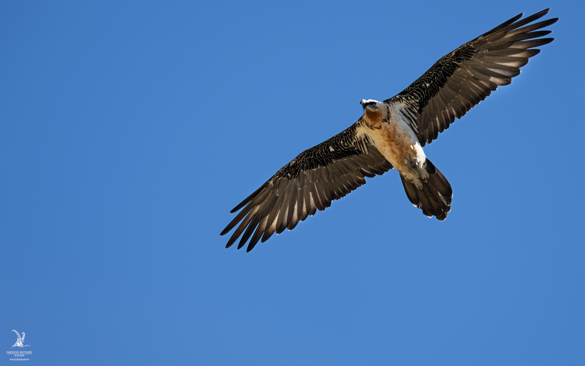 Adult Bearded Vulture