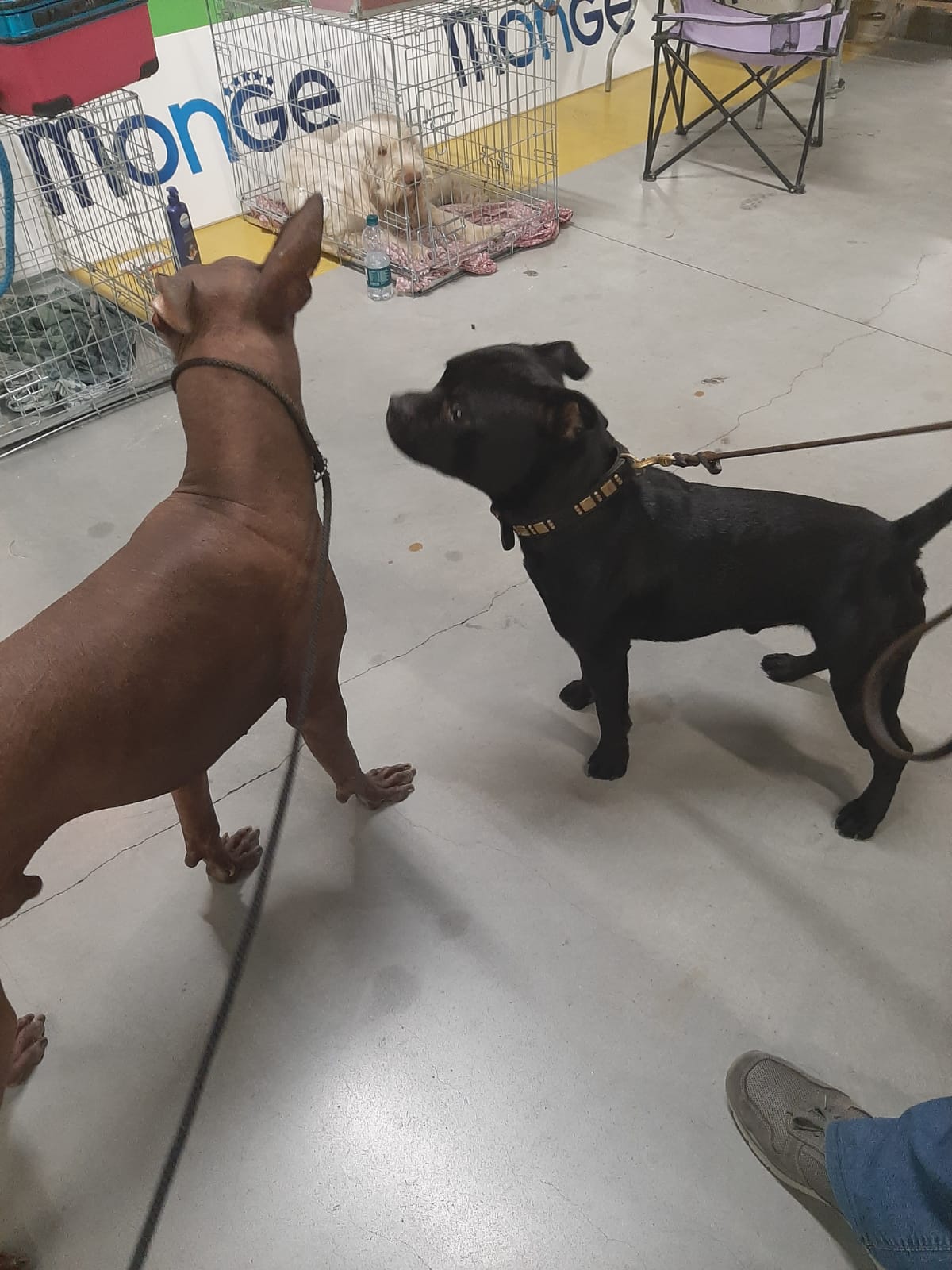 Pinuccio e Dante