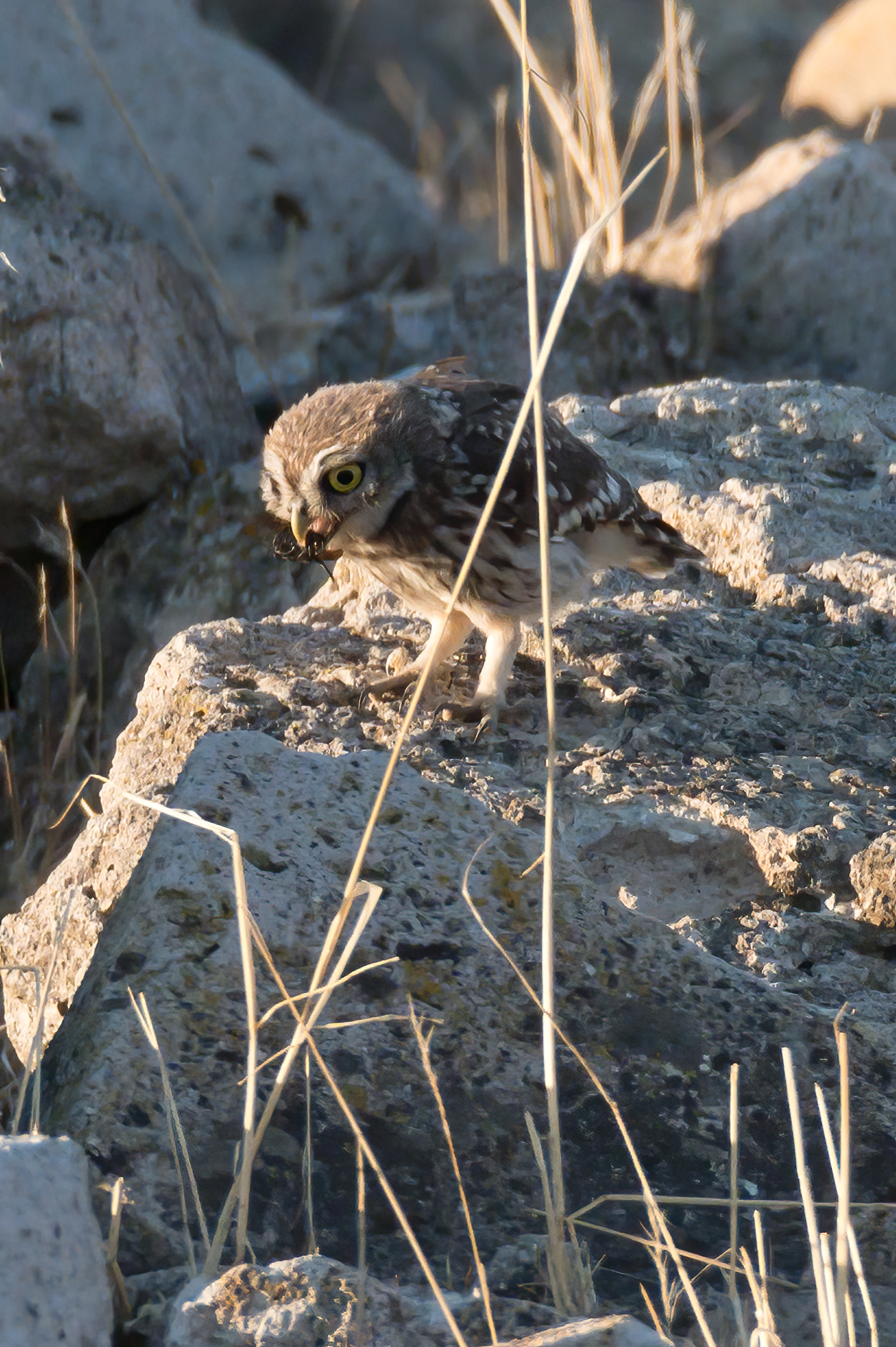 Owl with prey
