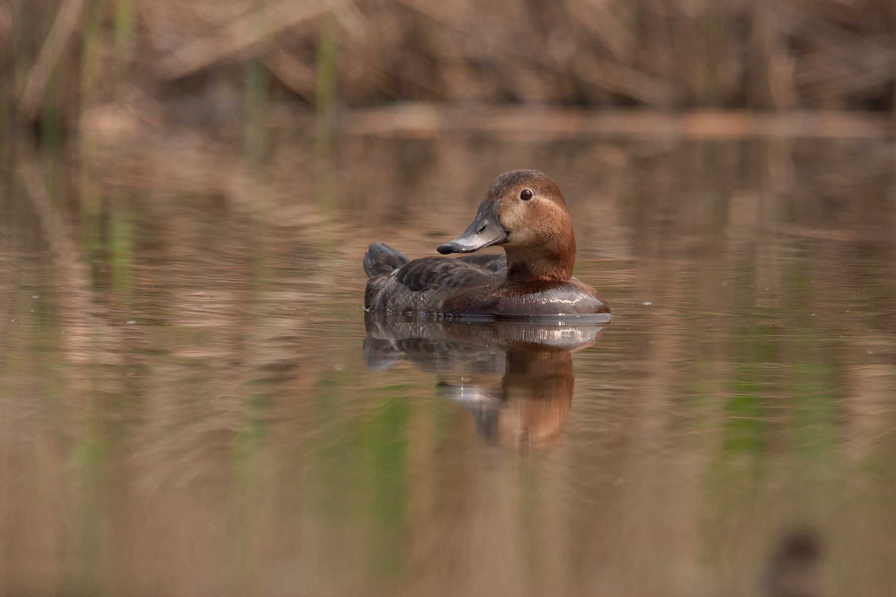Moriglione. Femmina 1