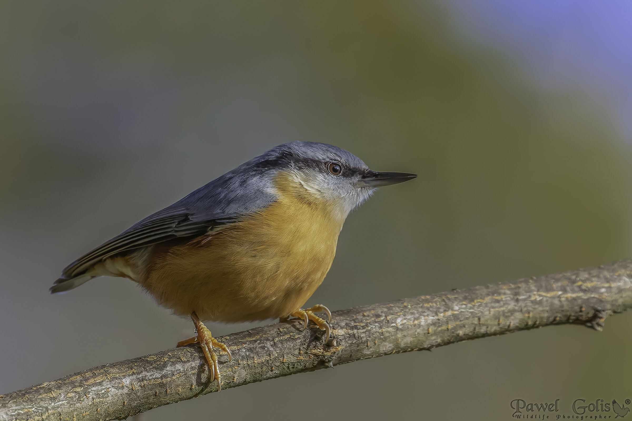 Nuthatch (Sitta europaea)