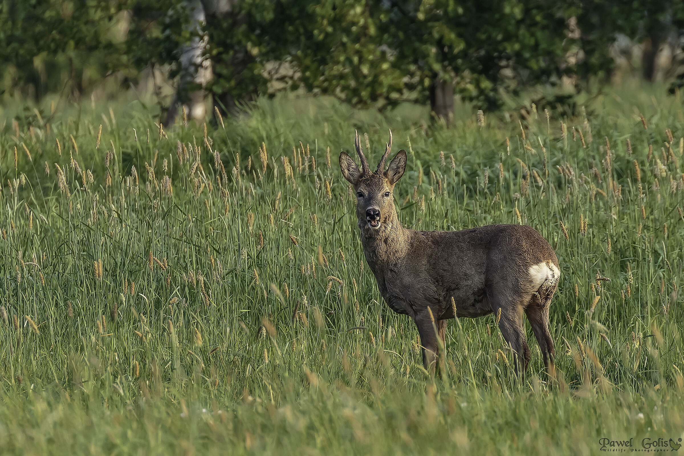 Roe deer (Capreolus capreolus)