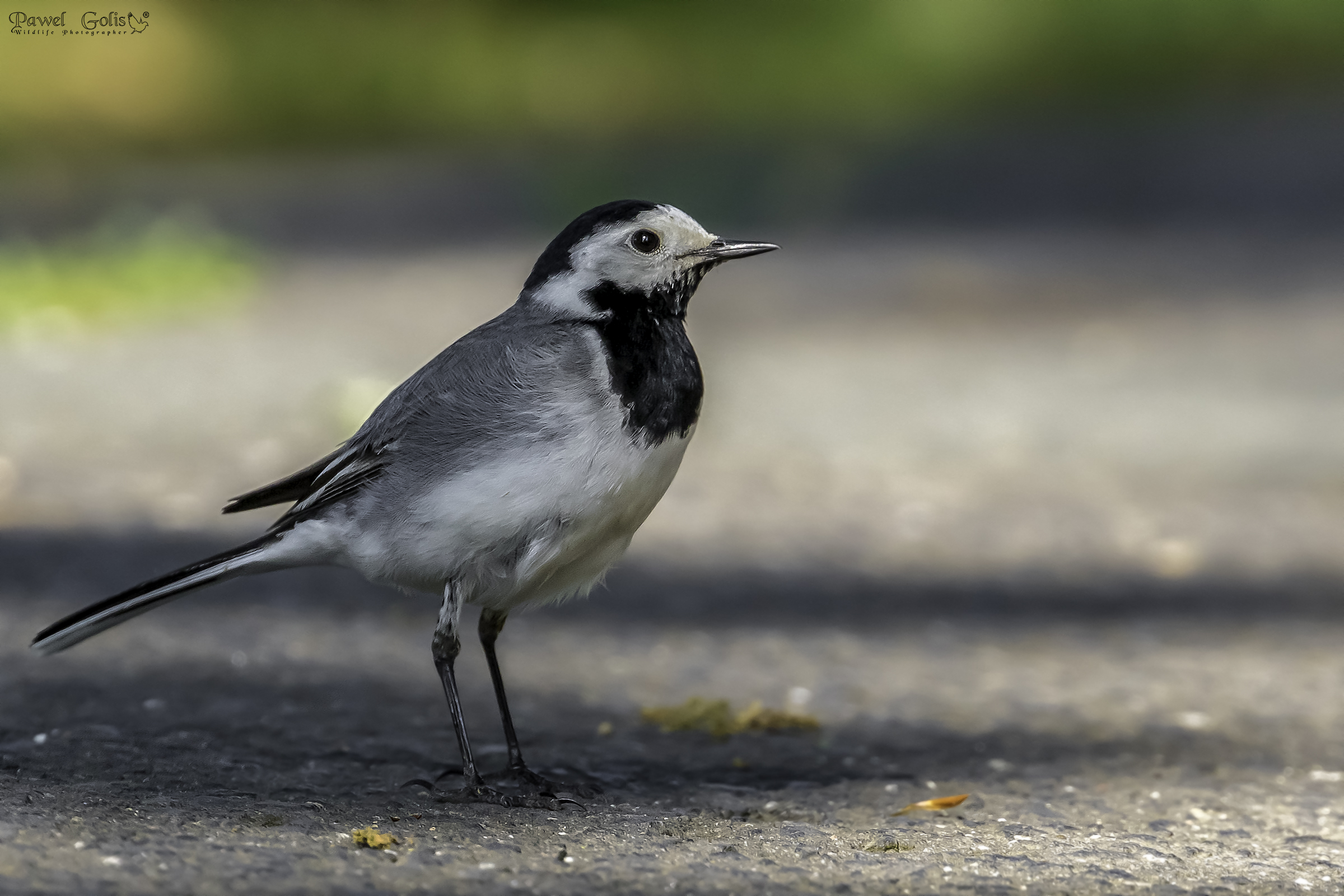 Ballerina bianca (Motacilla alba)