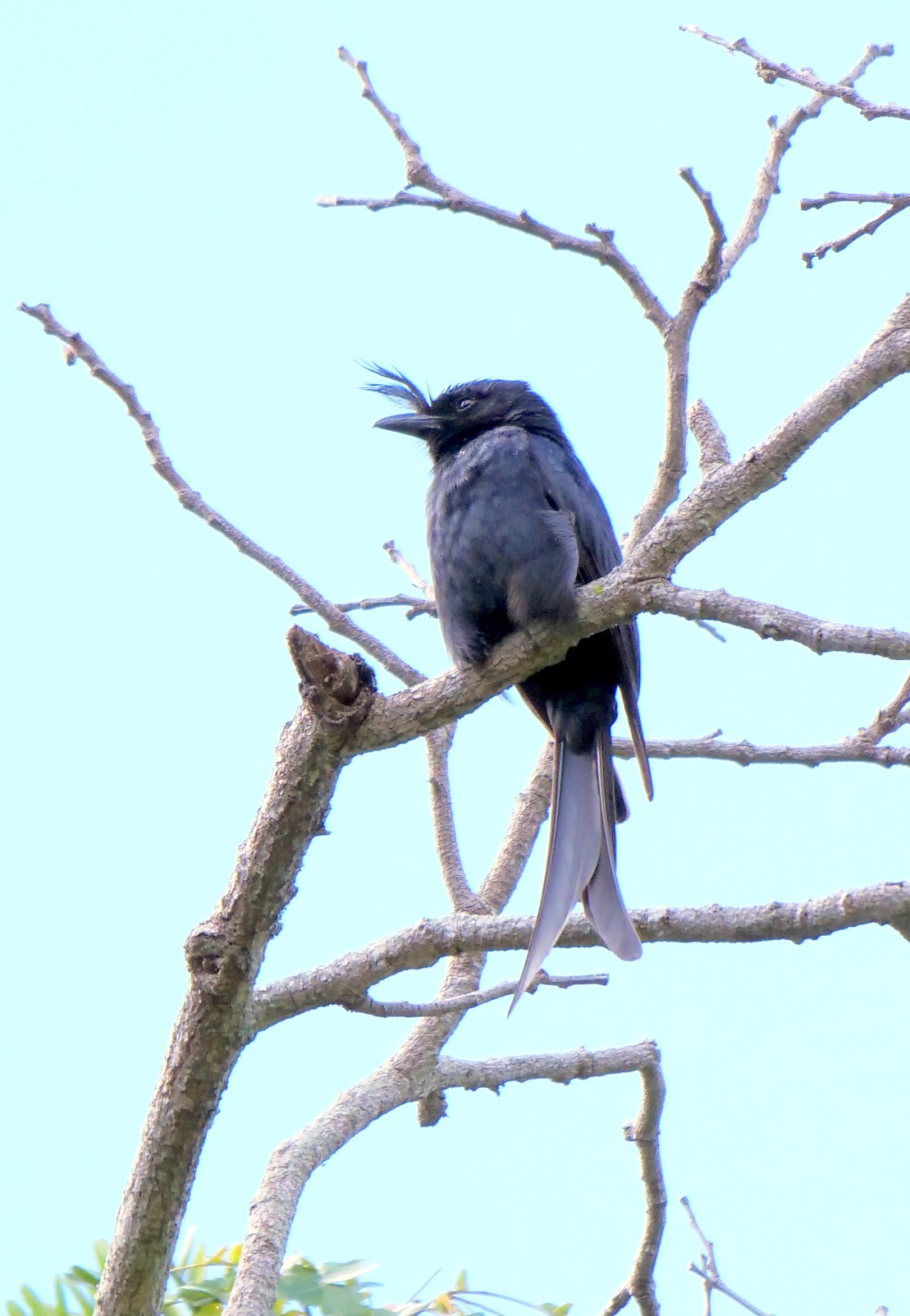 drongo crestato del Madagascar