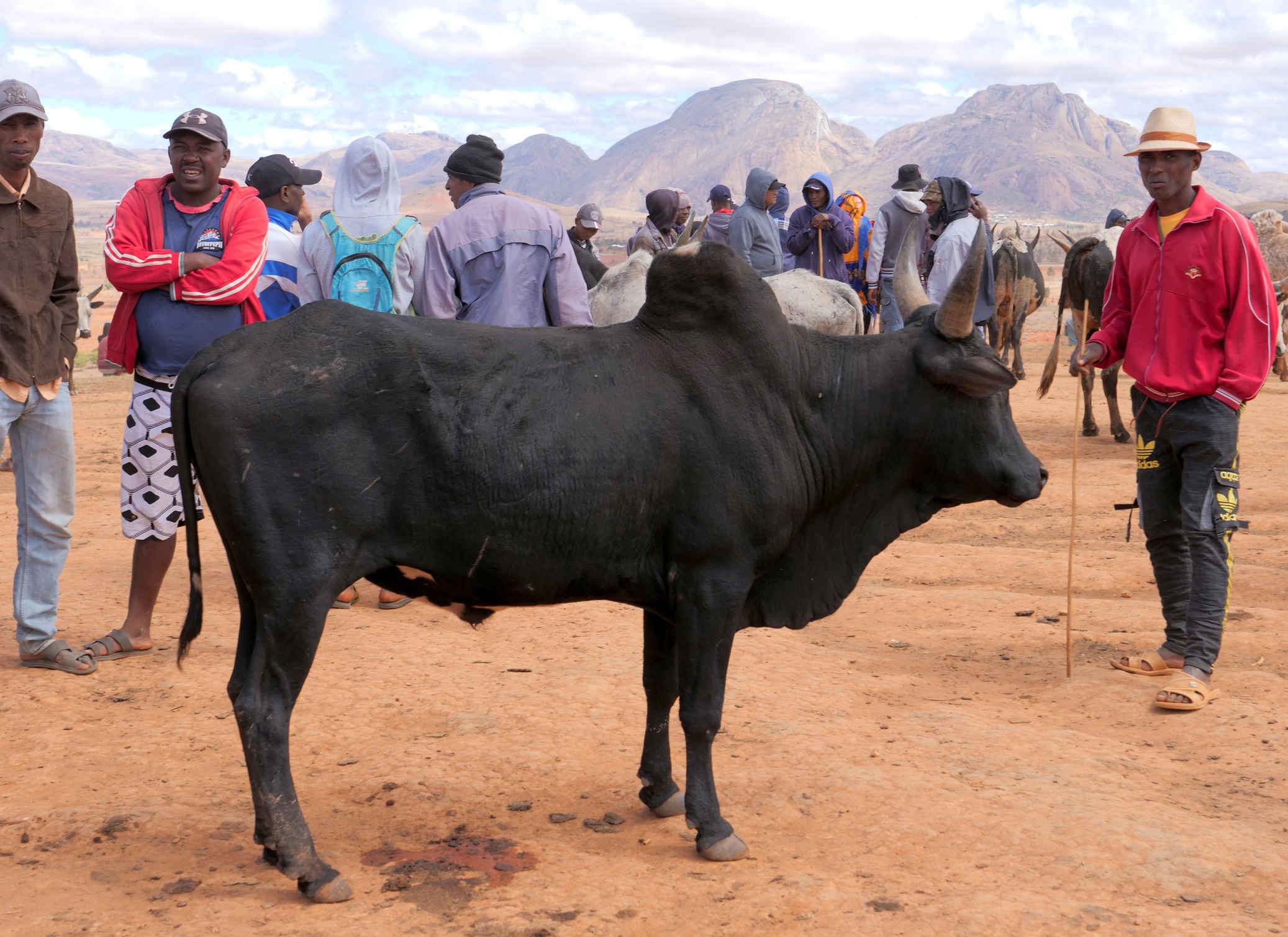 zebu' to the market