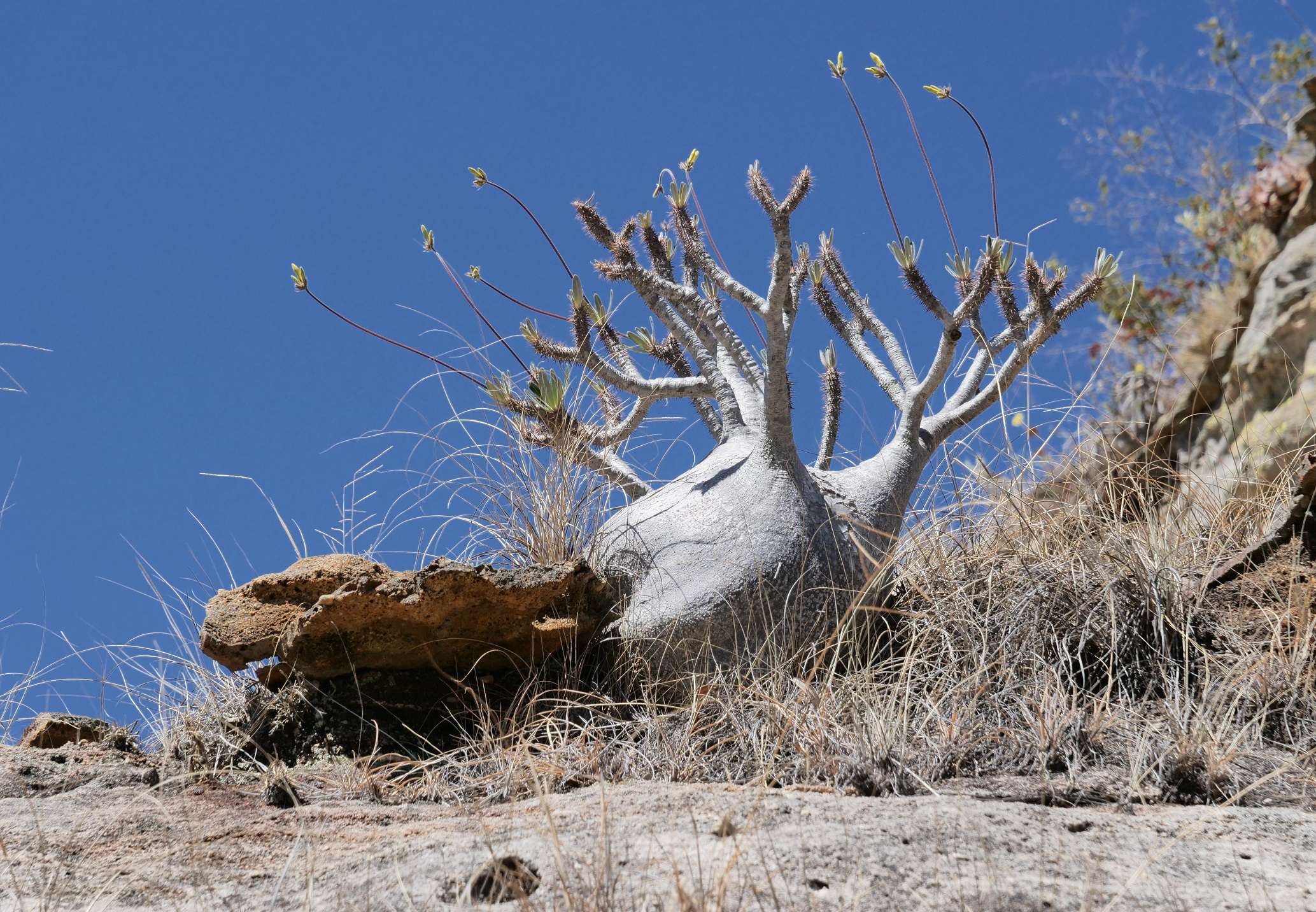 endemic Malagasy plant